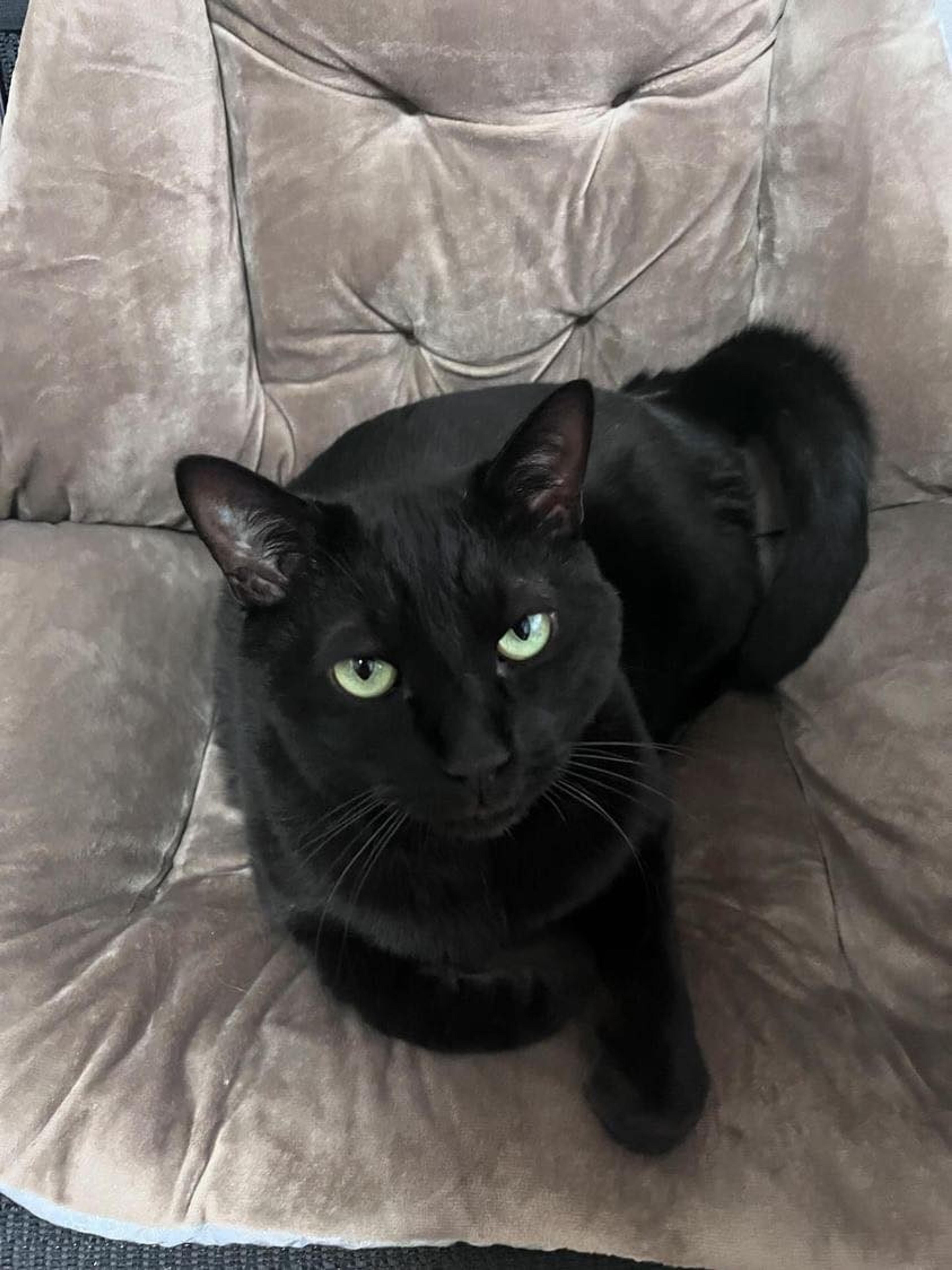 pet-image-2