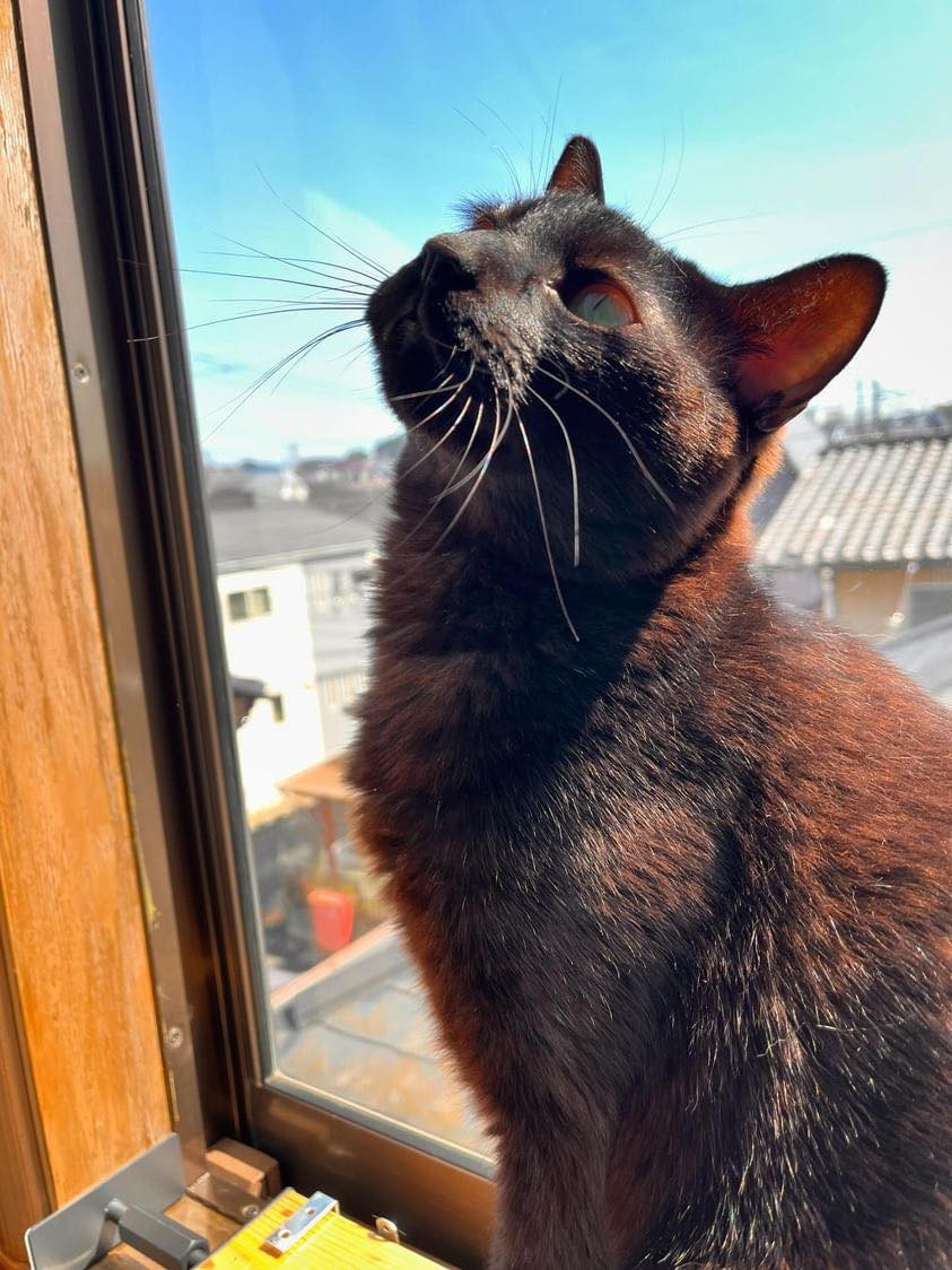 pet-image-8