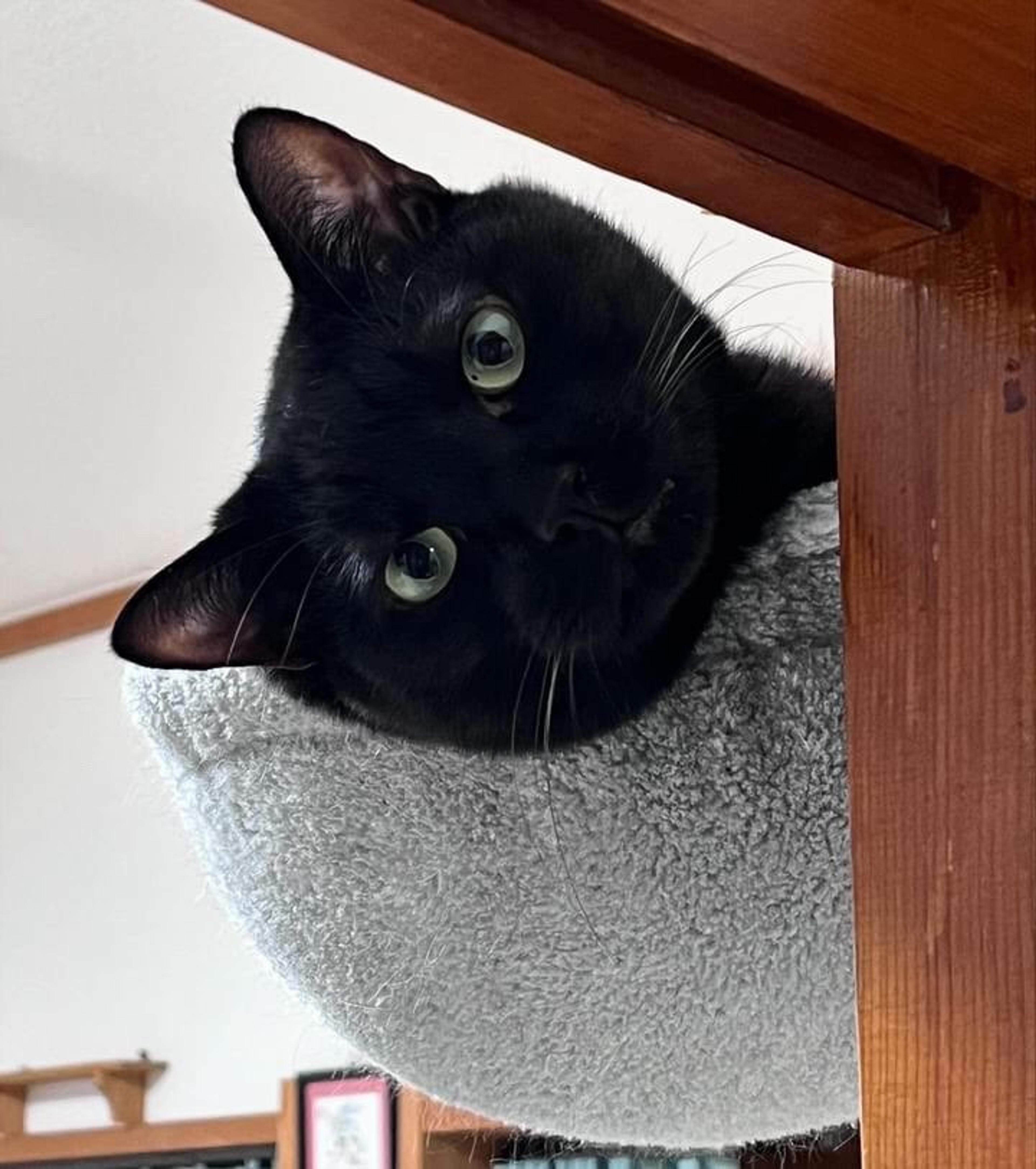 pet-image-6