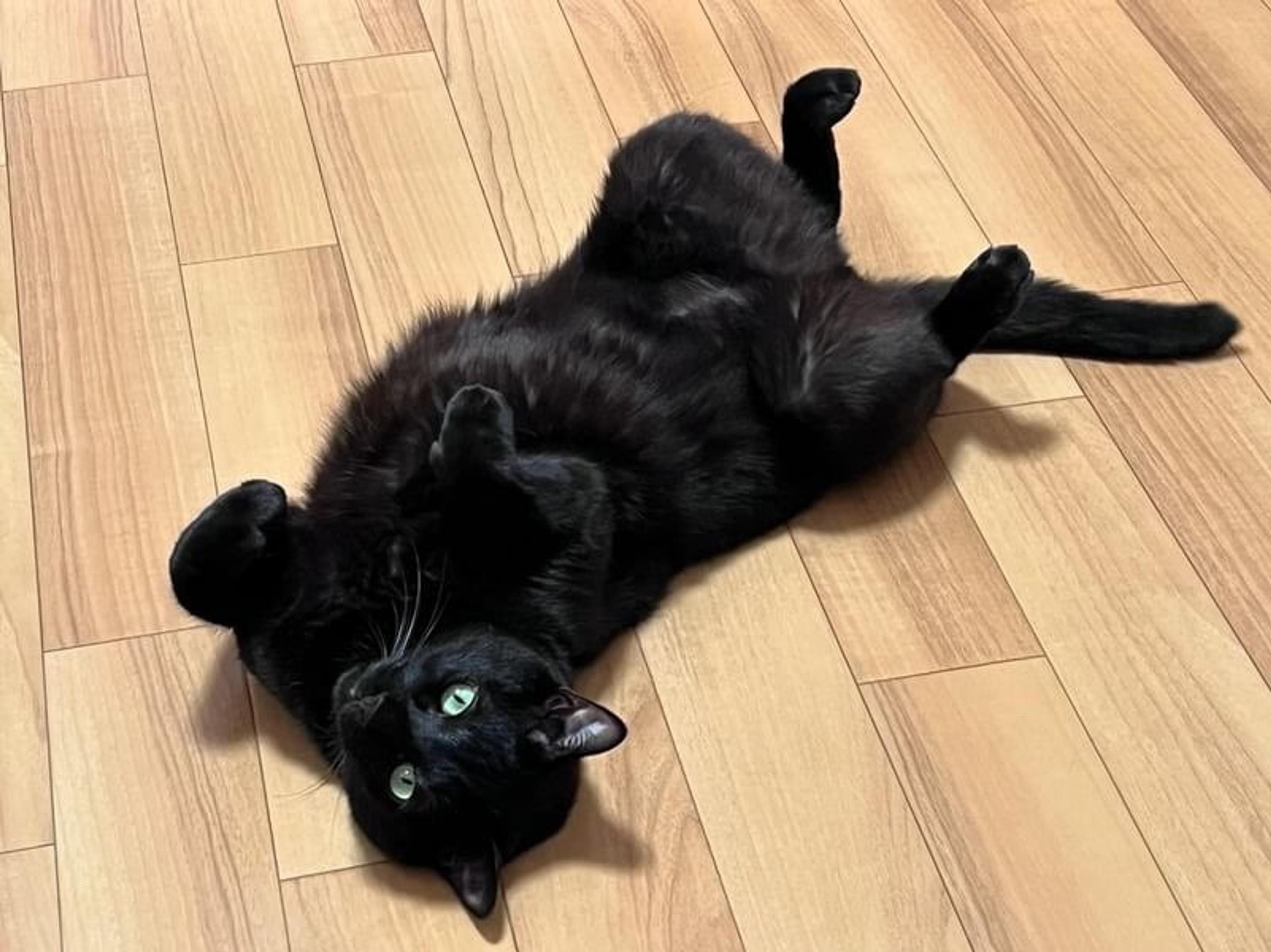 pet-image-7