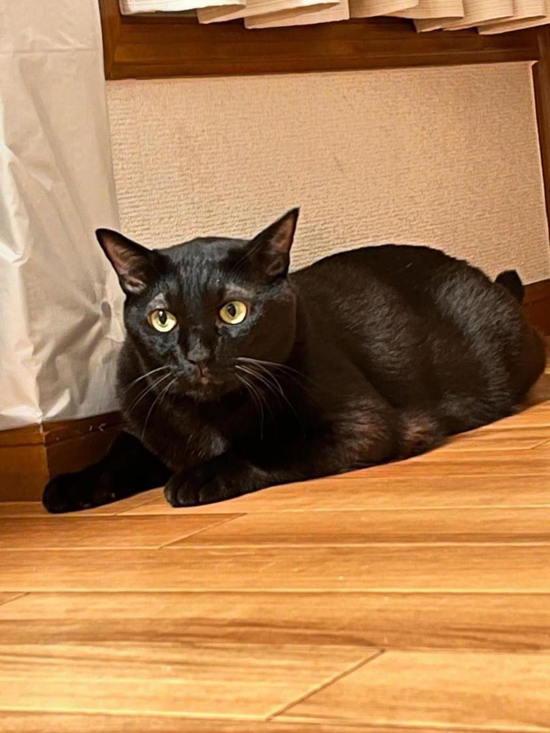 pet-image-4