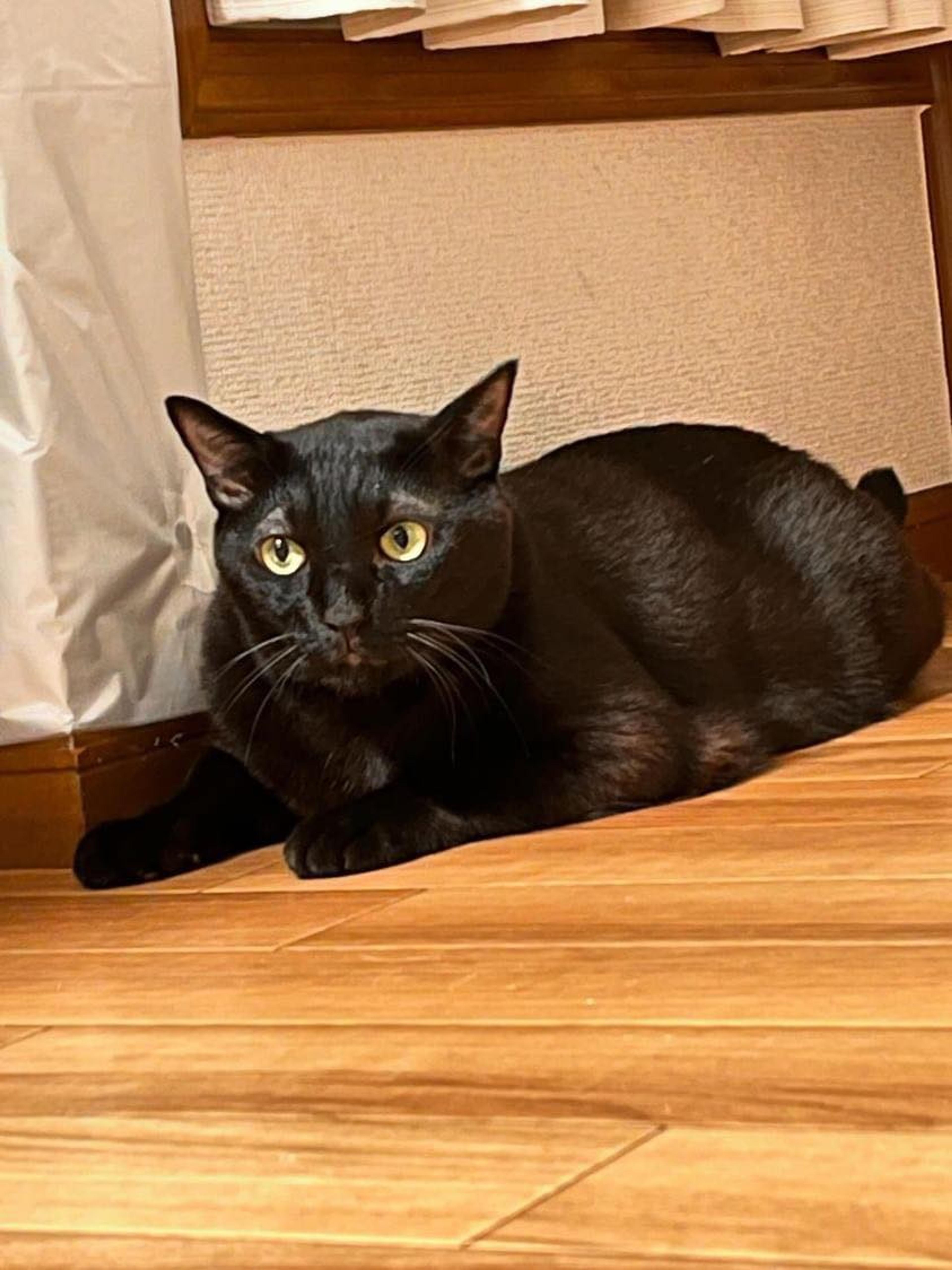pet-image-4