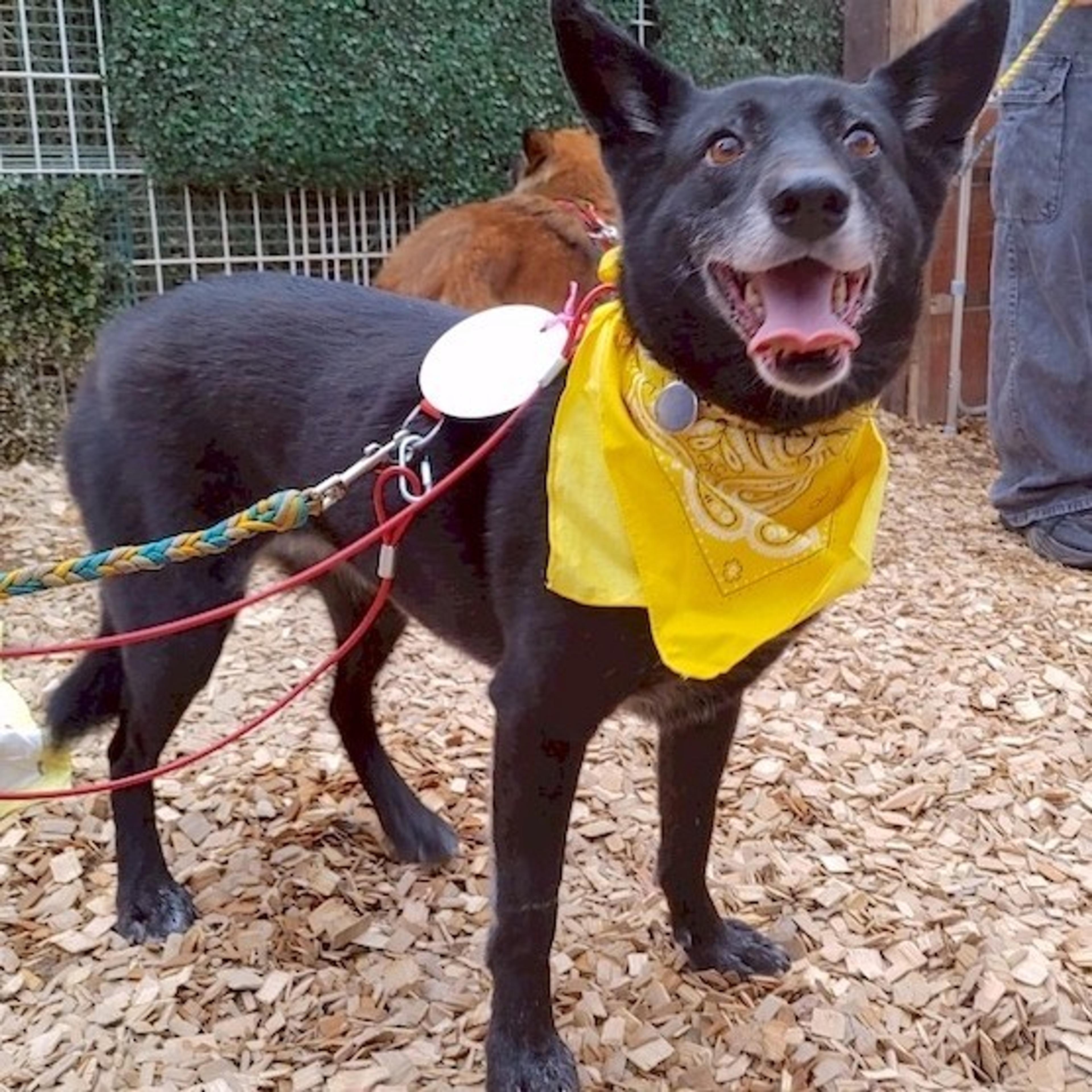 pet-image-2