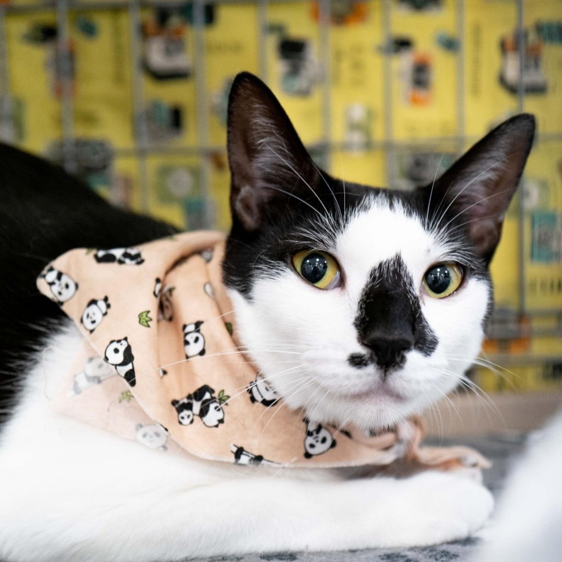 pet-image-3