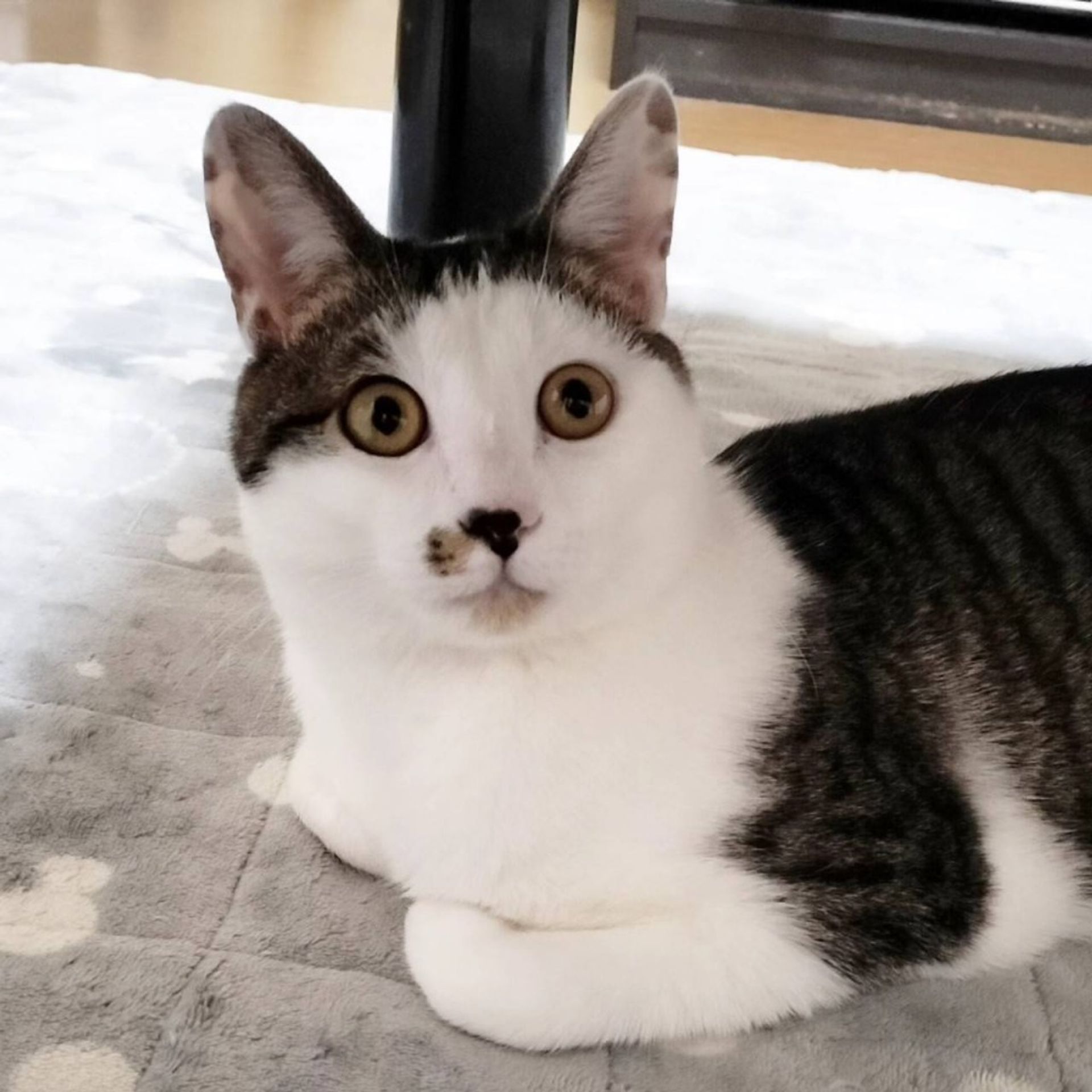 雑種（ミックス猫）・オスの里親募集の写真
