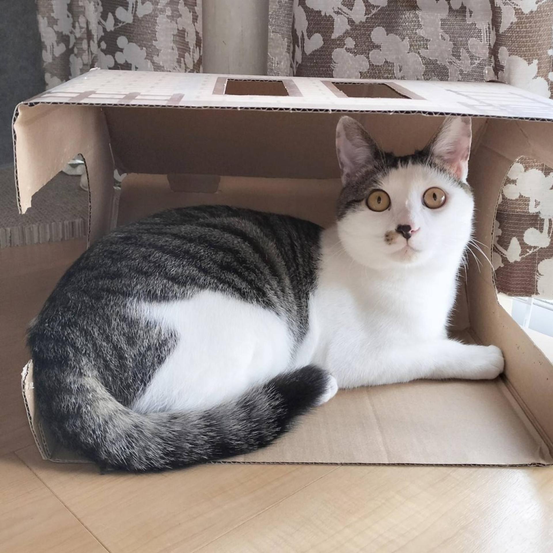 pet-image-7