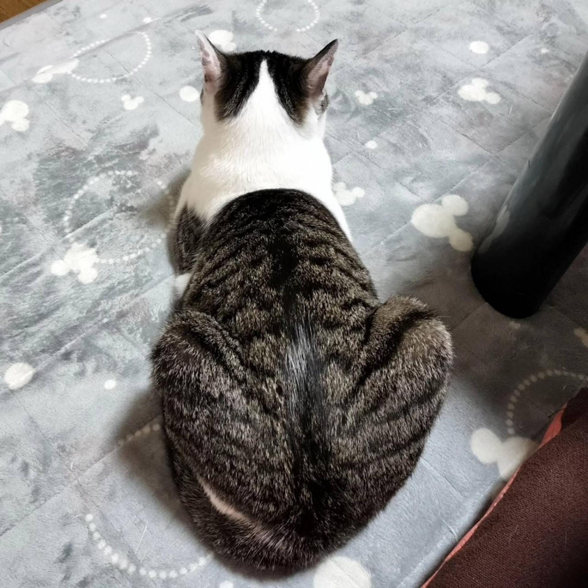 pet-image-9