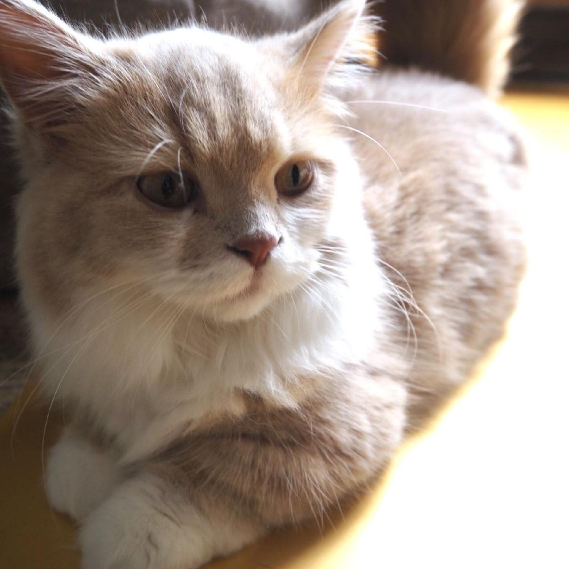 pet-image-4