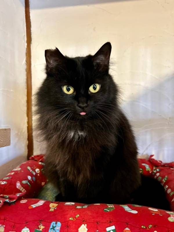 子煩悩で優しい♣️長毛黒猫ちゃん | 雑種（ミックス猫） | Enn