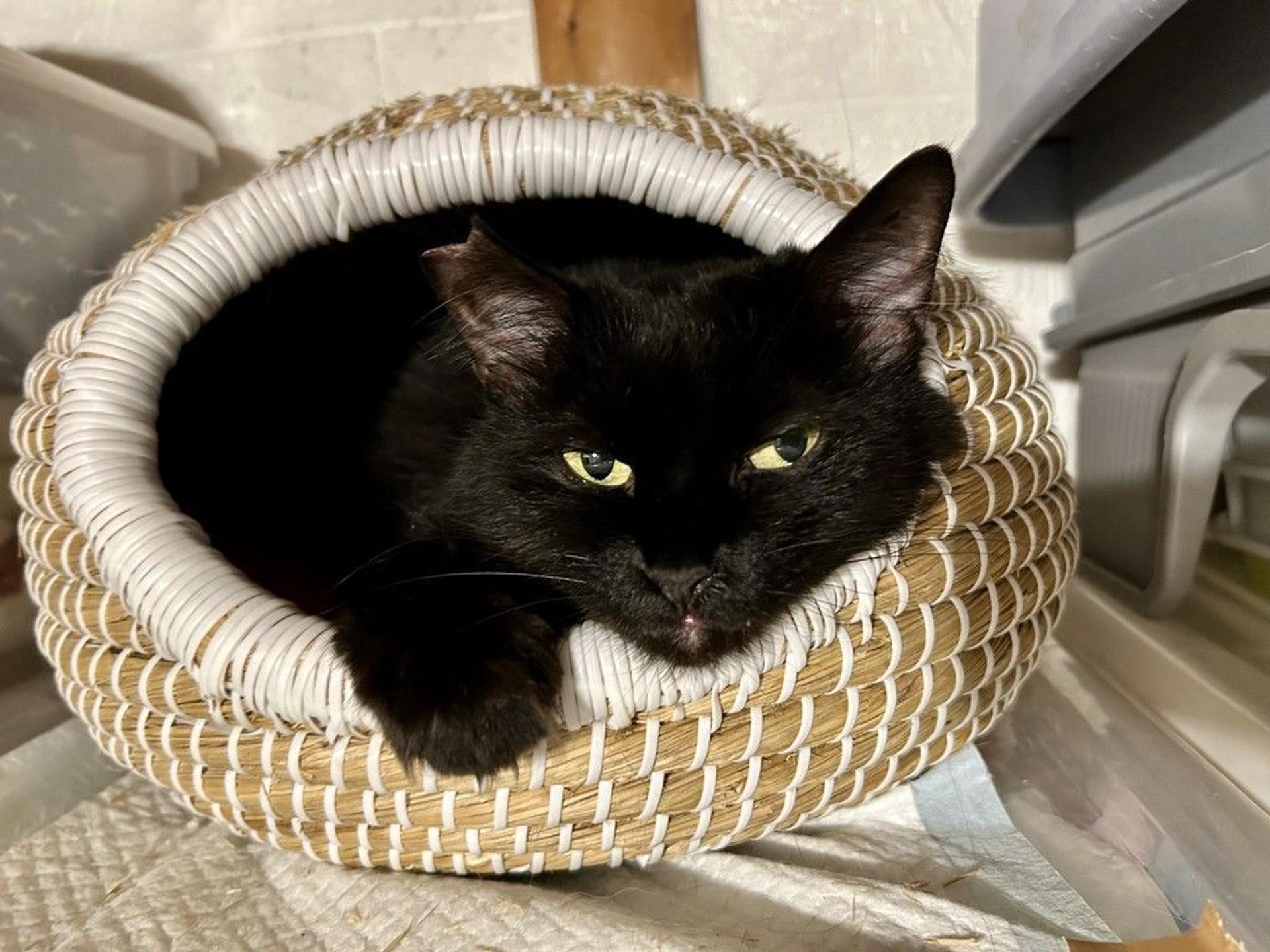 pet-image-10