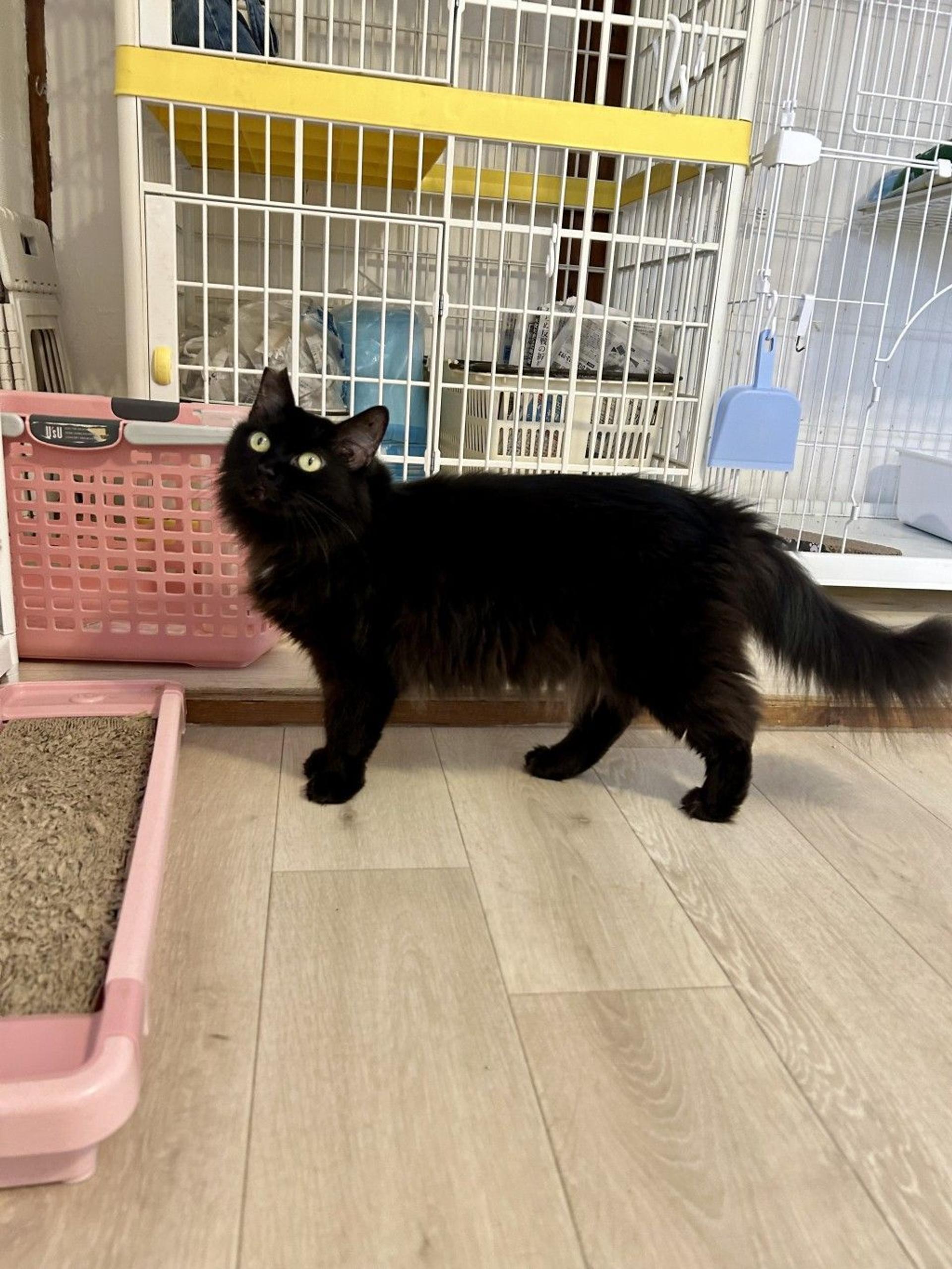 pet-image-2