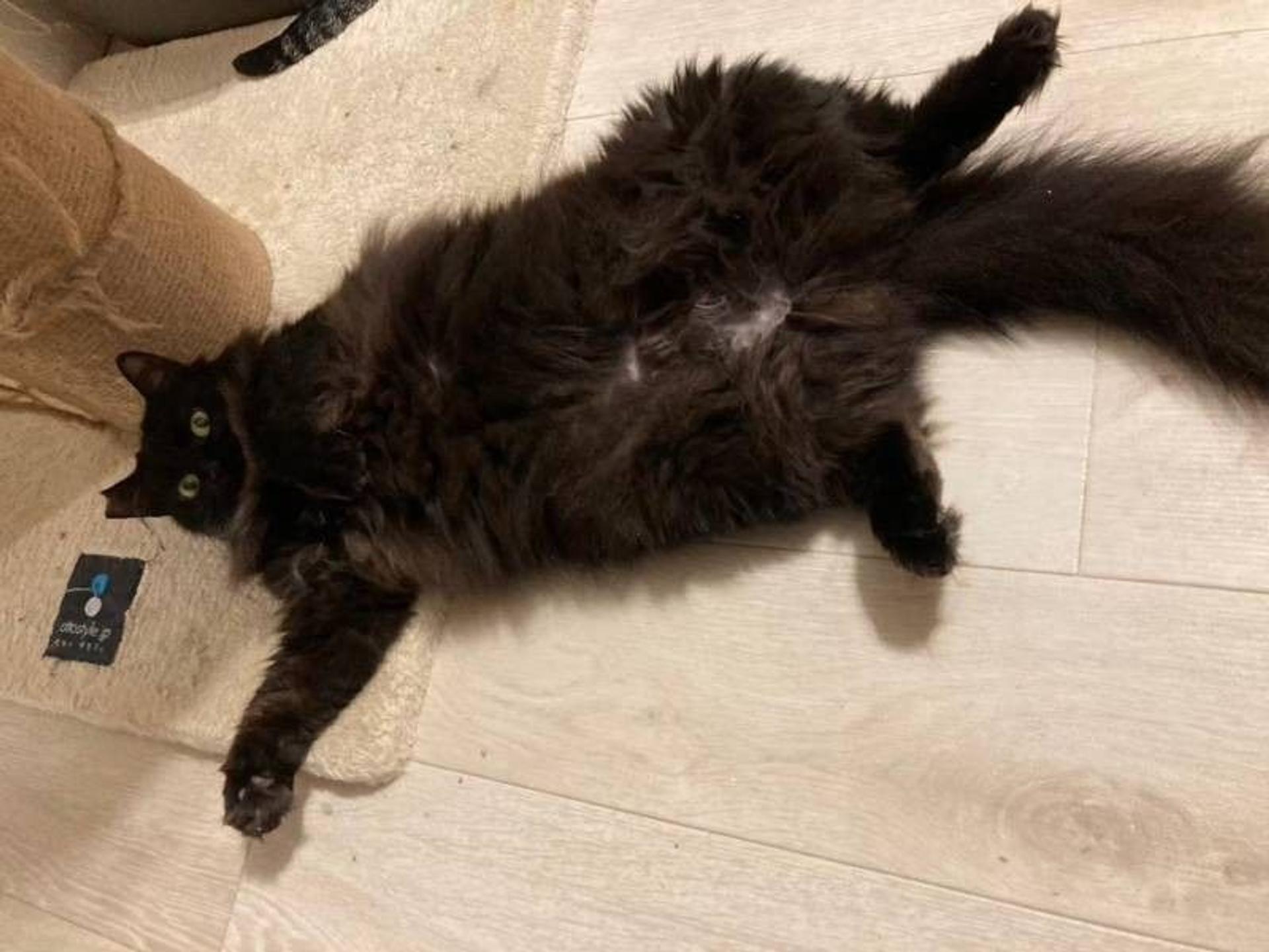 pet-image-9