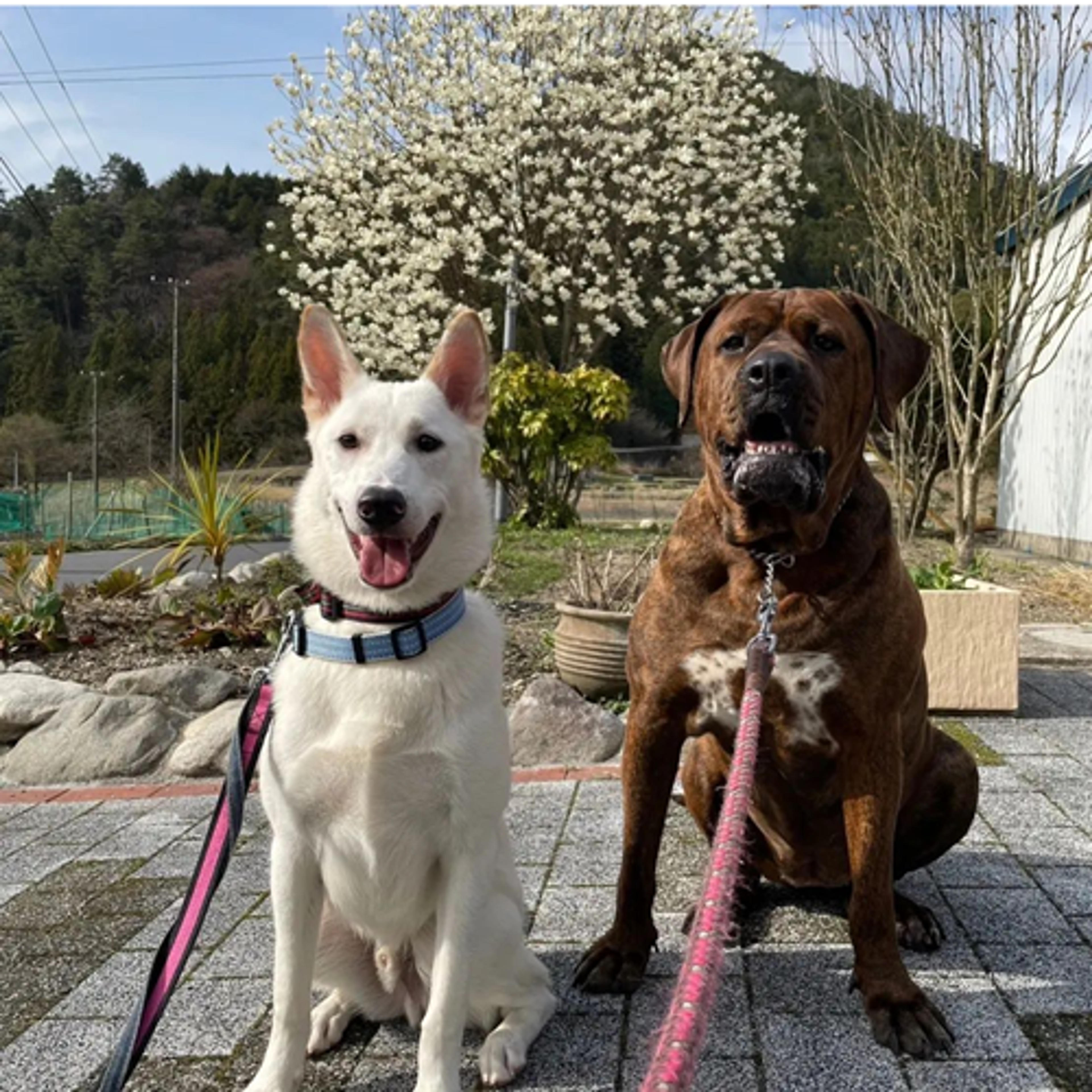 pet-image-4