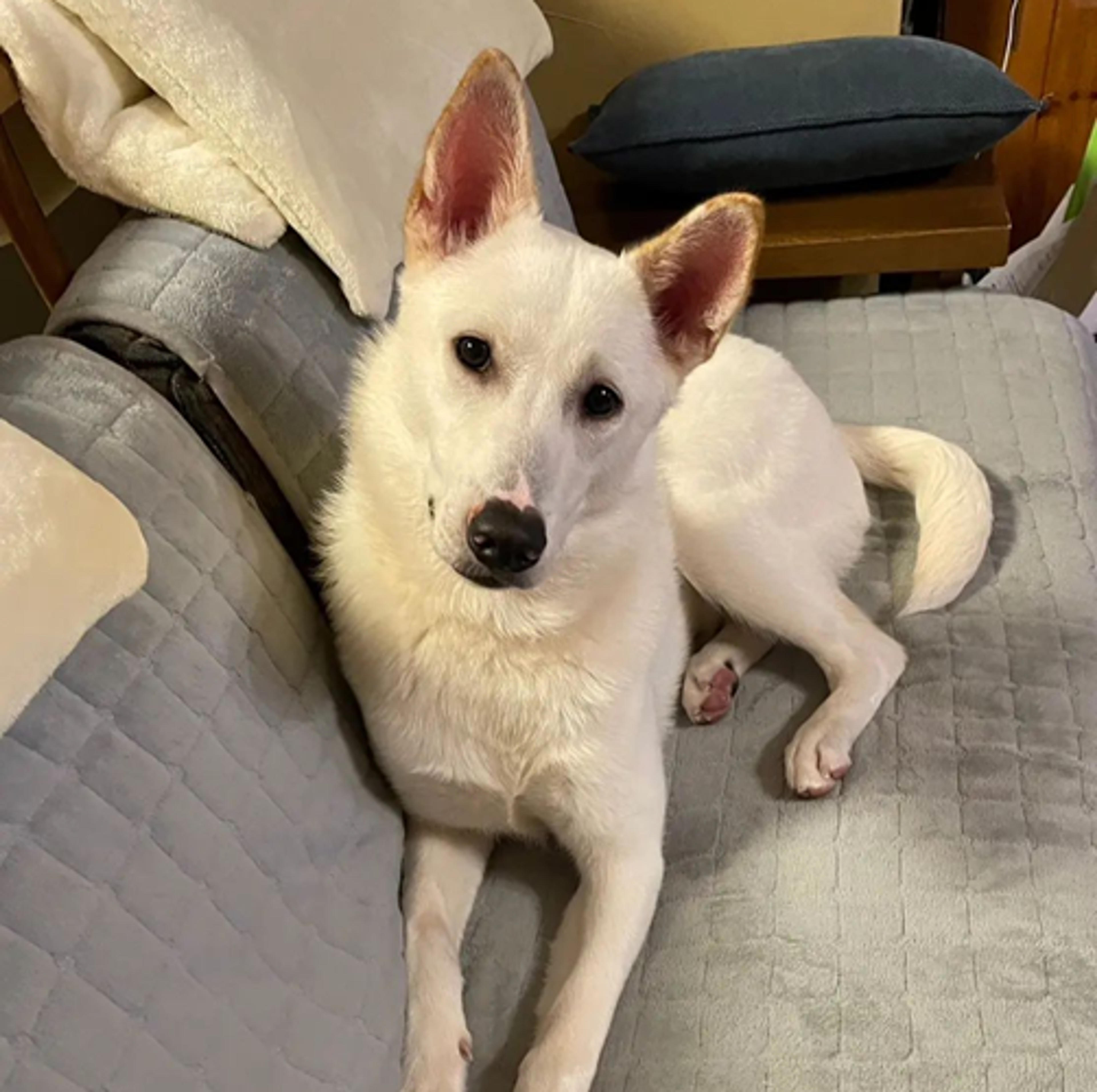 pet-image-7