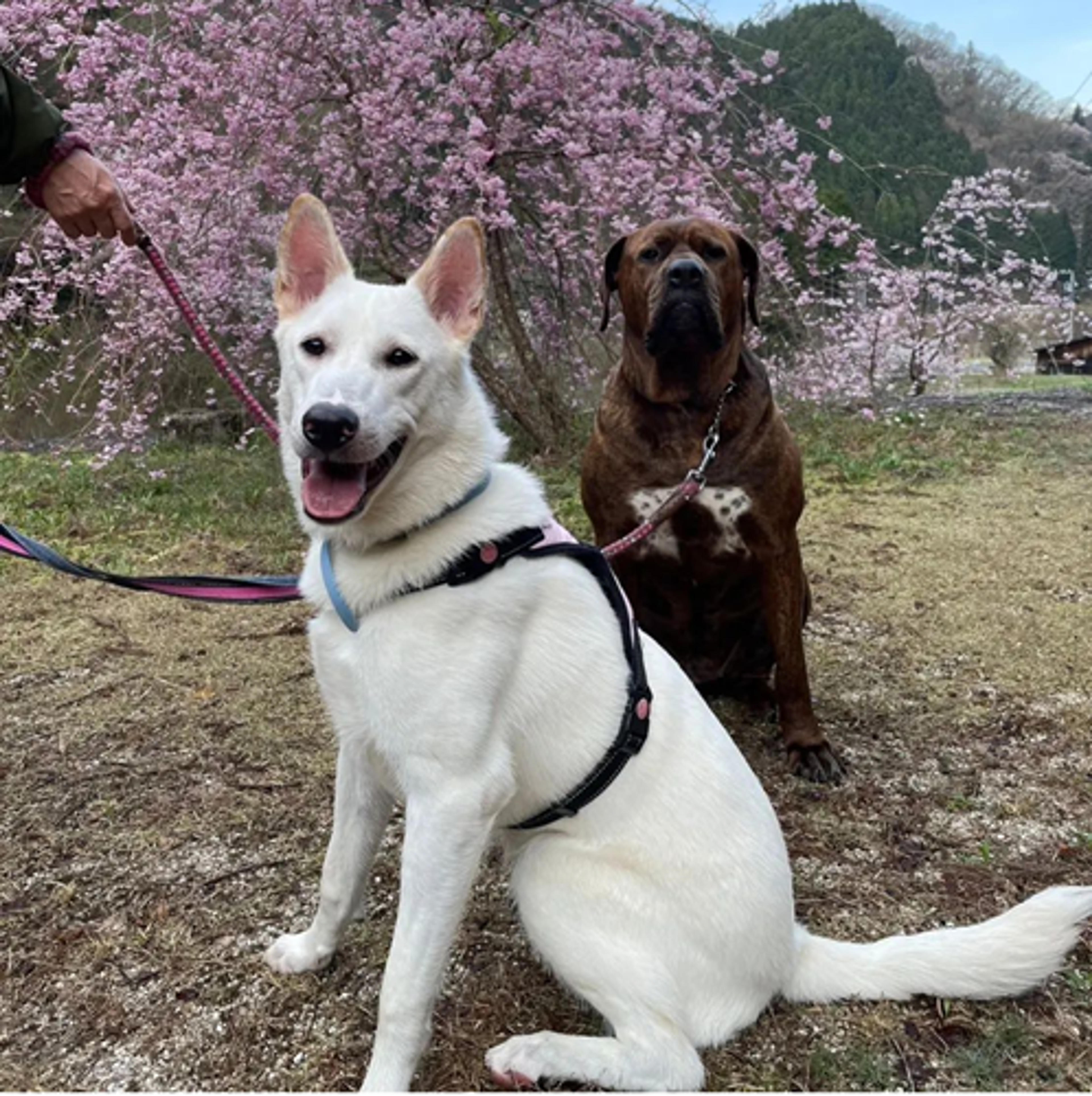 pet-image-8