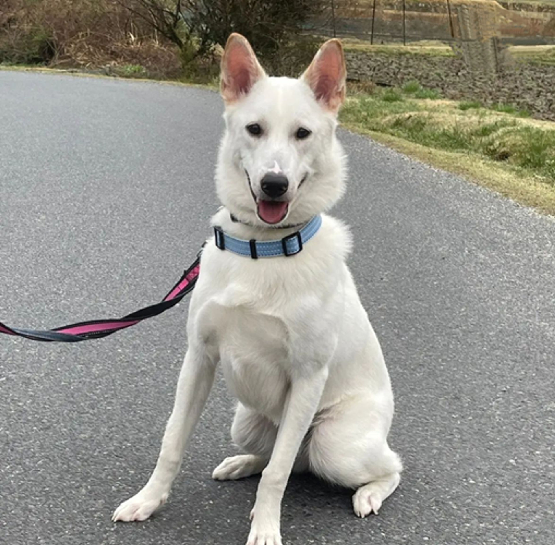 雑種（ミックス犬）・オスの里親募集の写真