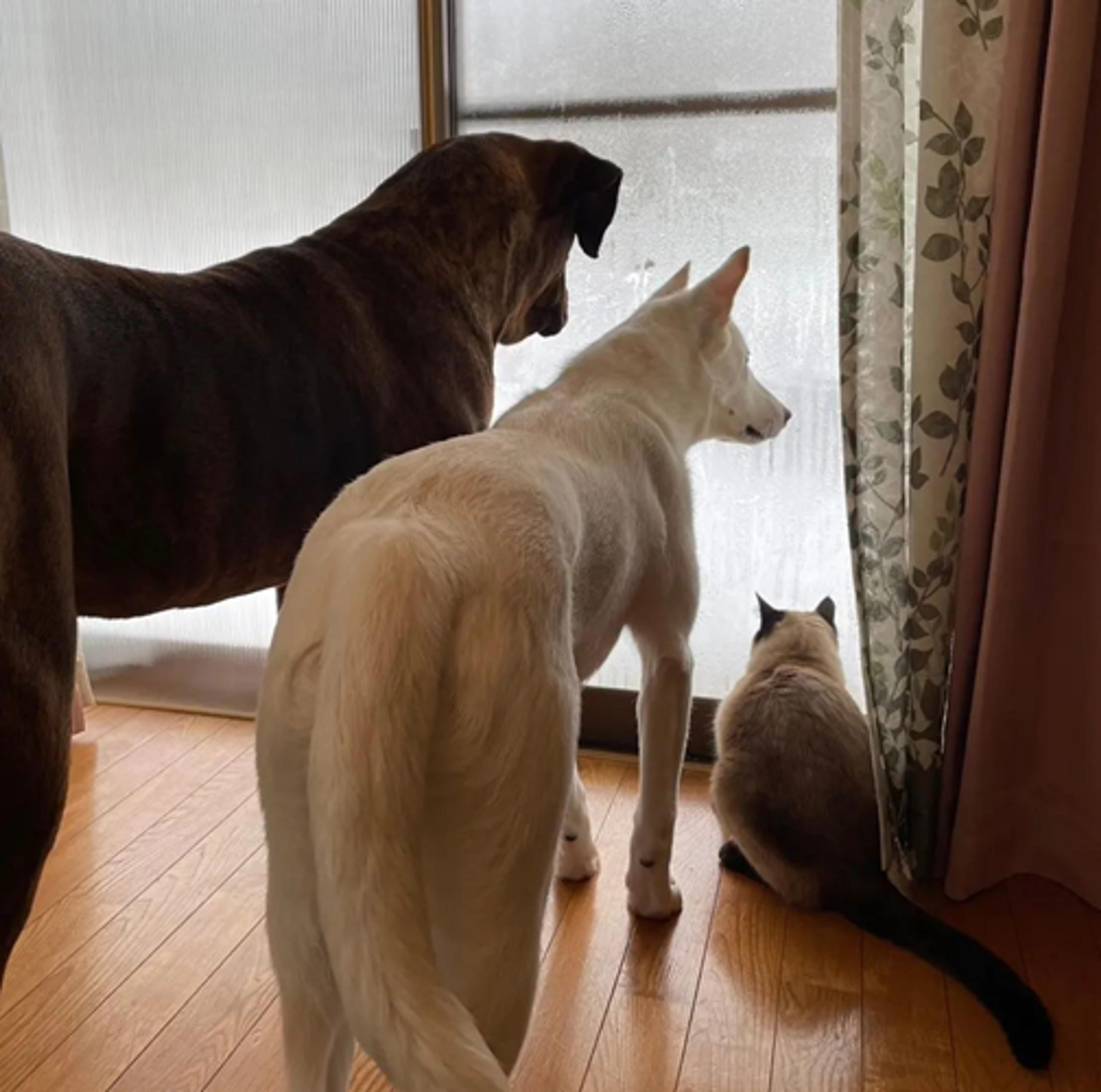 pet-image-3