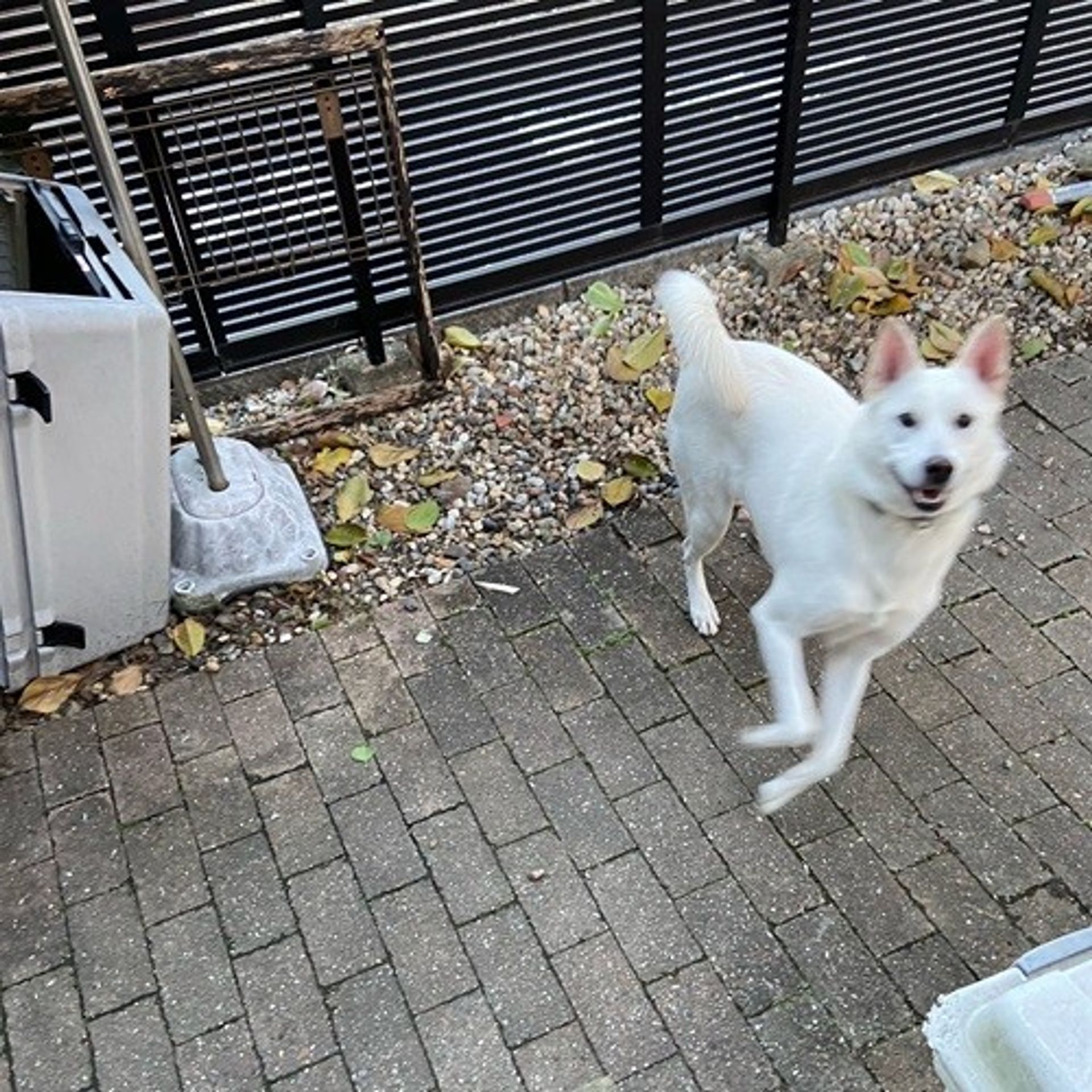 雑種（ミックス犬）・メスの里親募集の写真