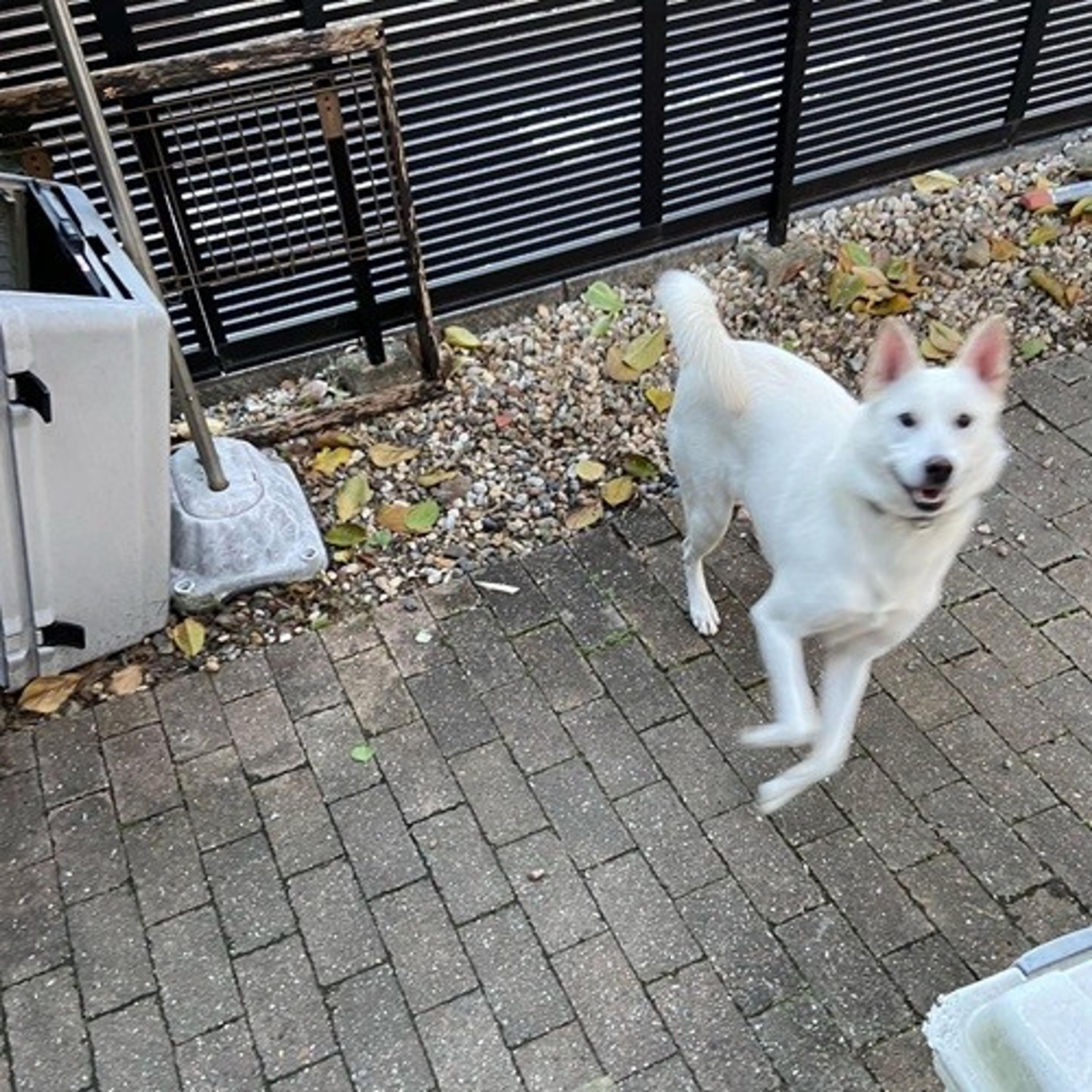 pet-image-2