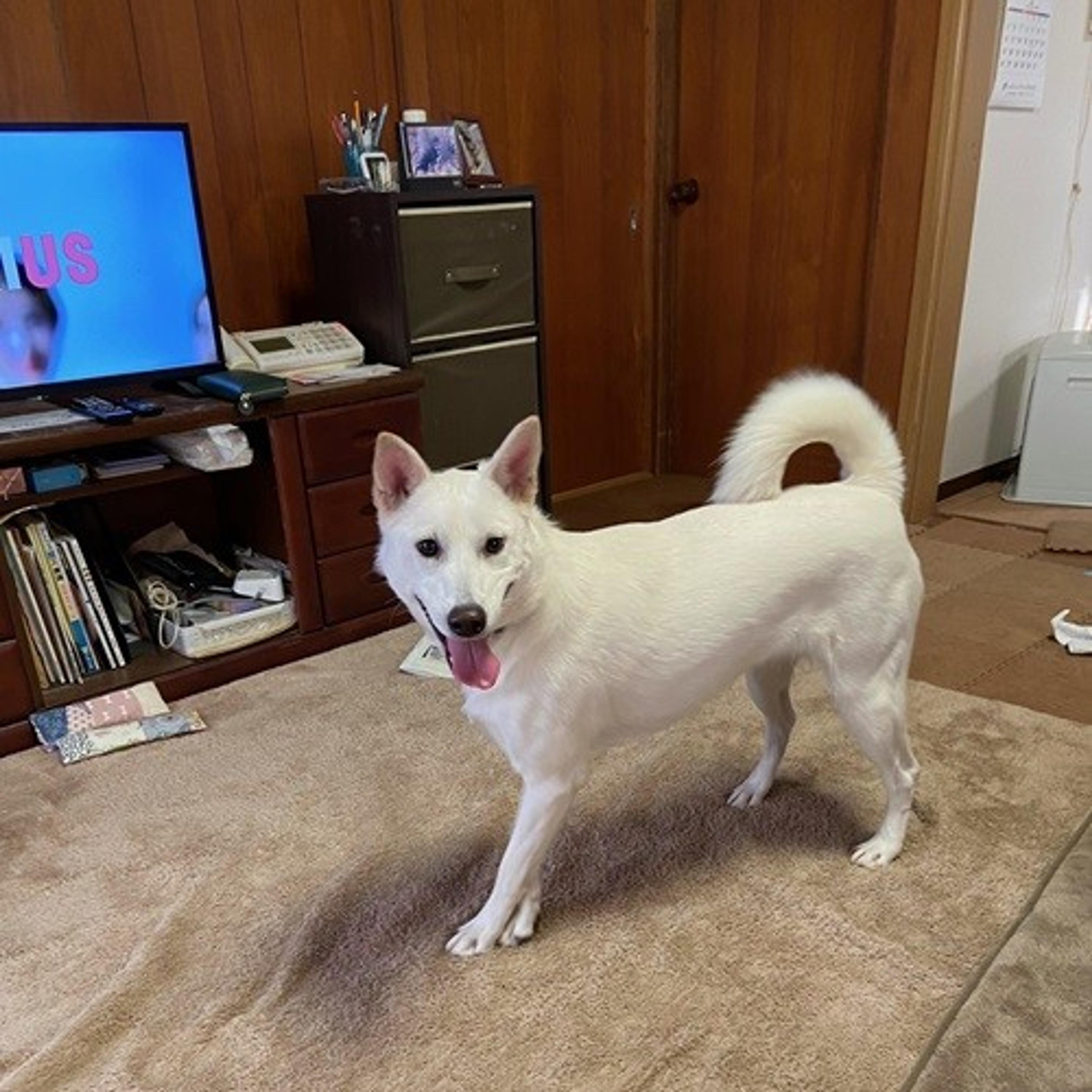 pet-image-4
