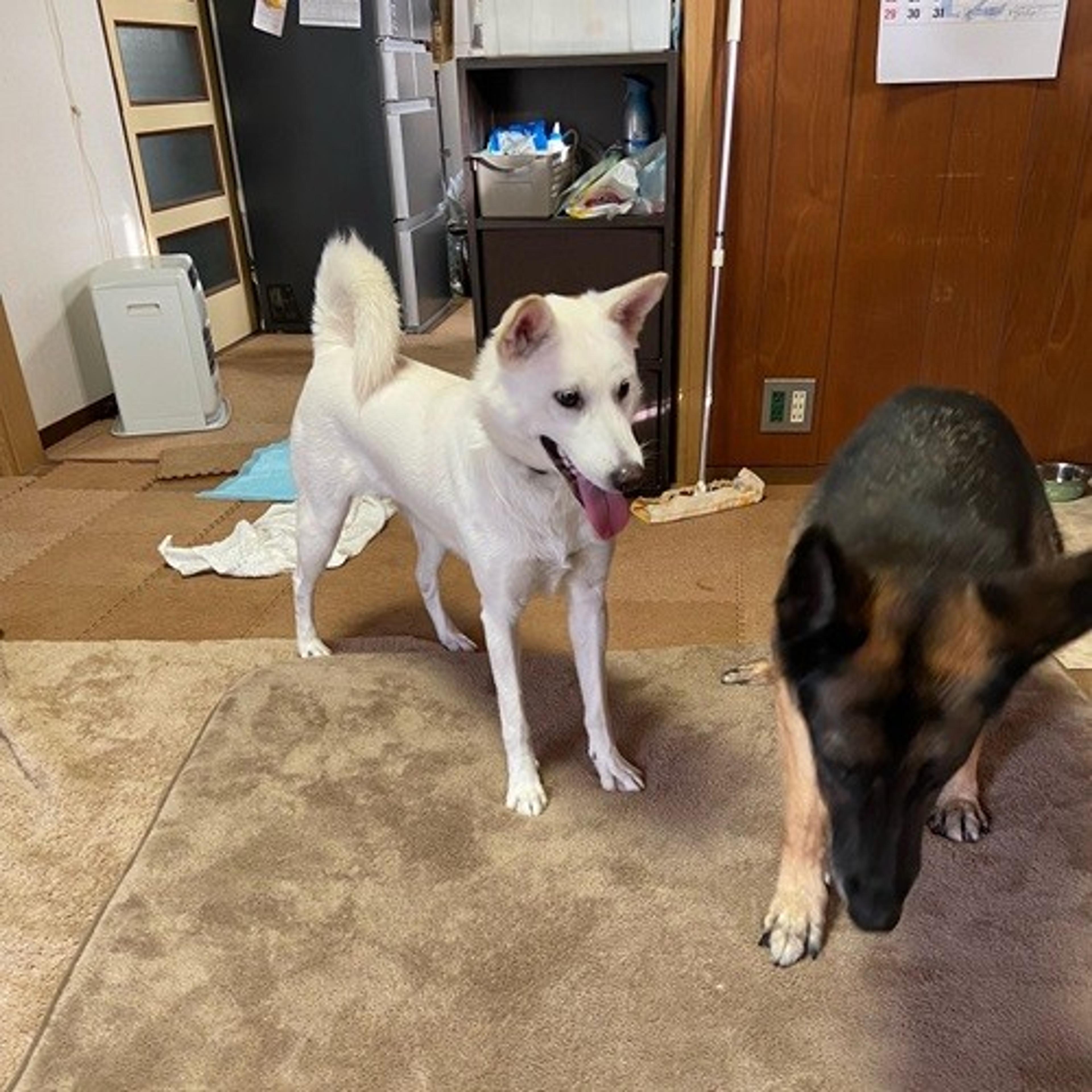 pet-image-6