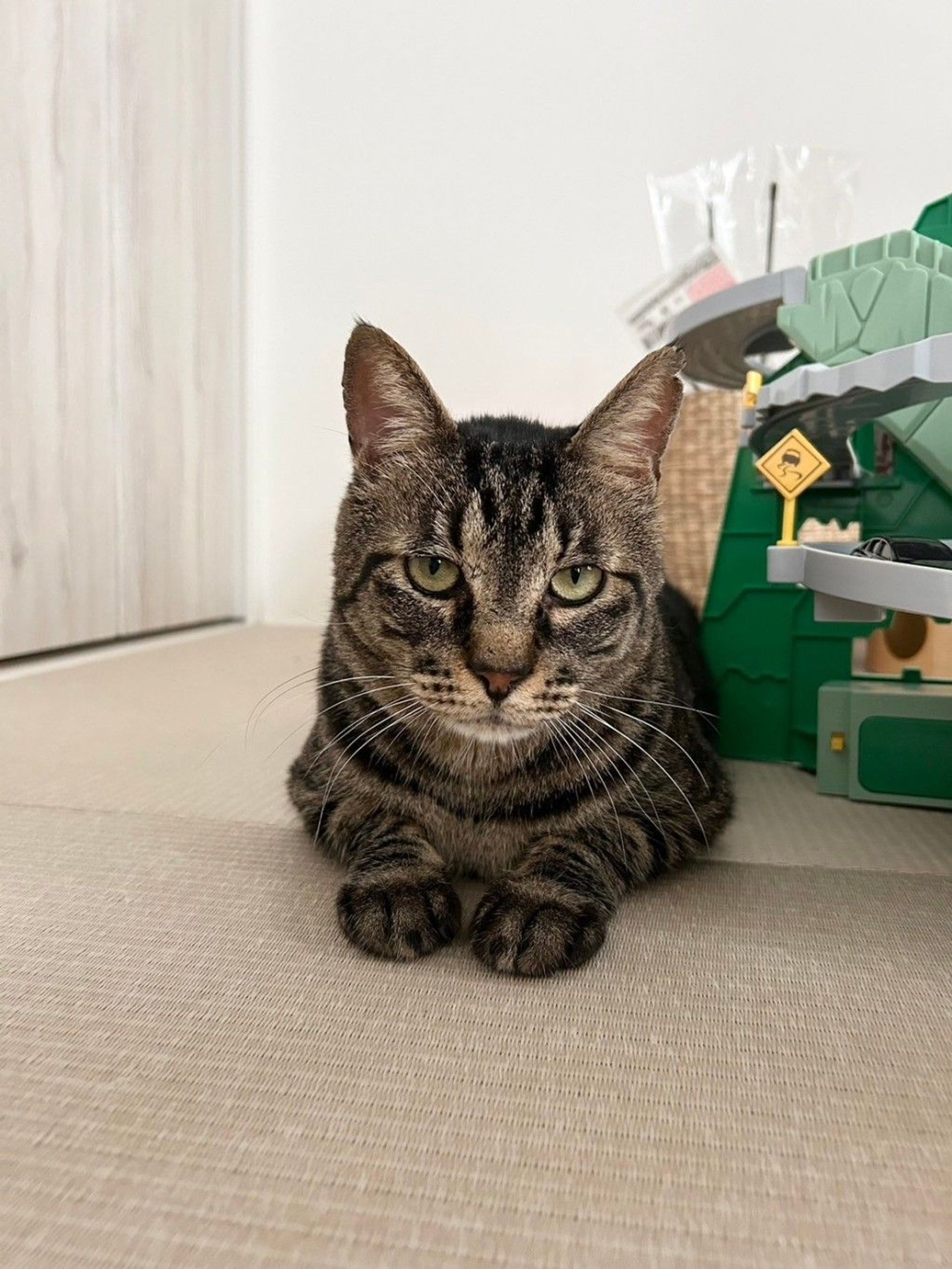 雑種（ミックス猫）・オスの里親募集の写真