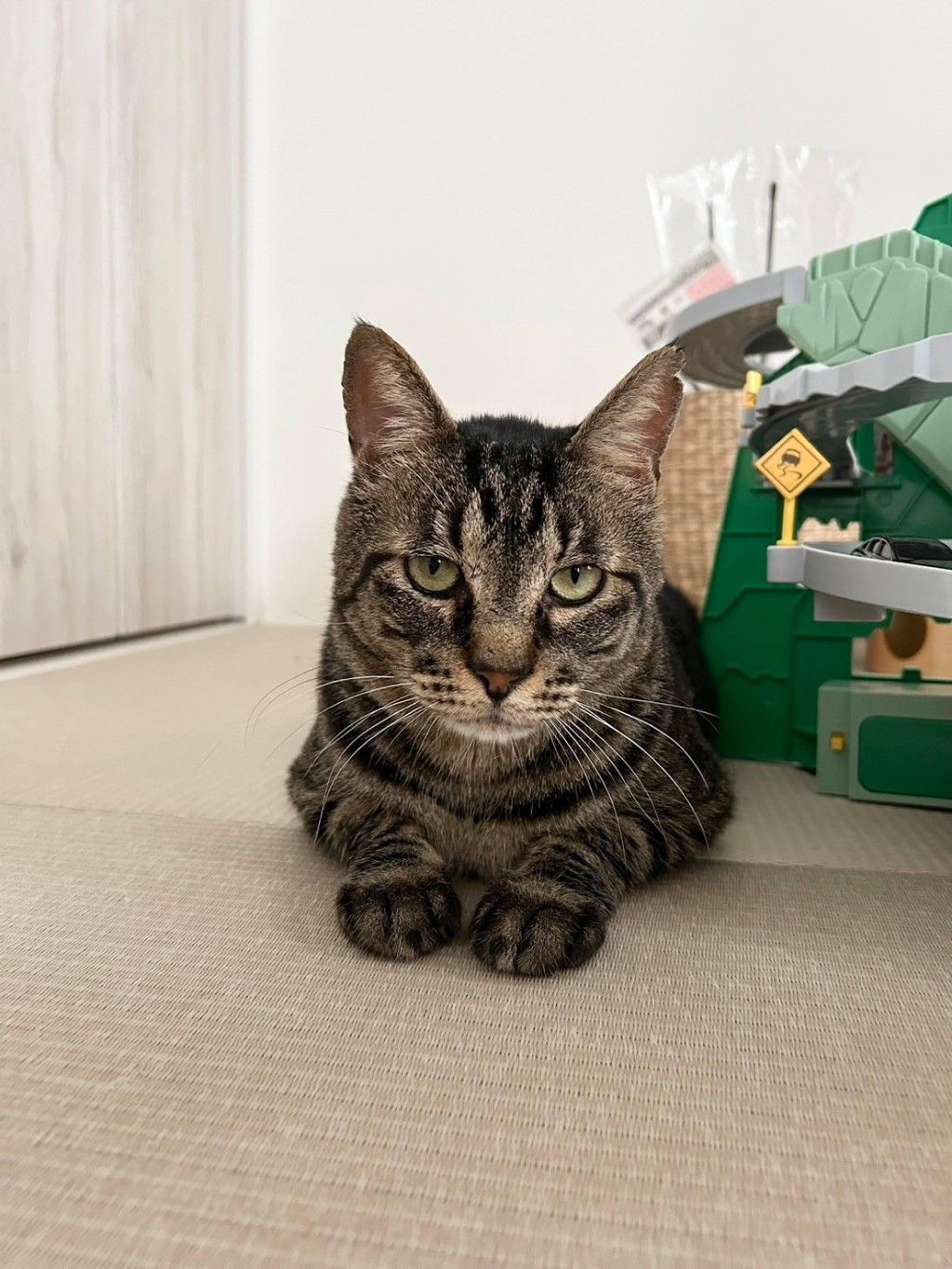 雑種（ミックス猫）・オスの里親募集の写真