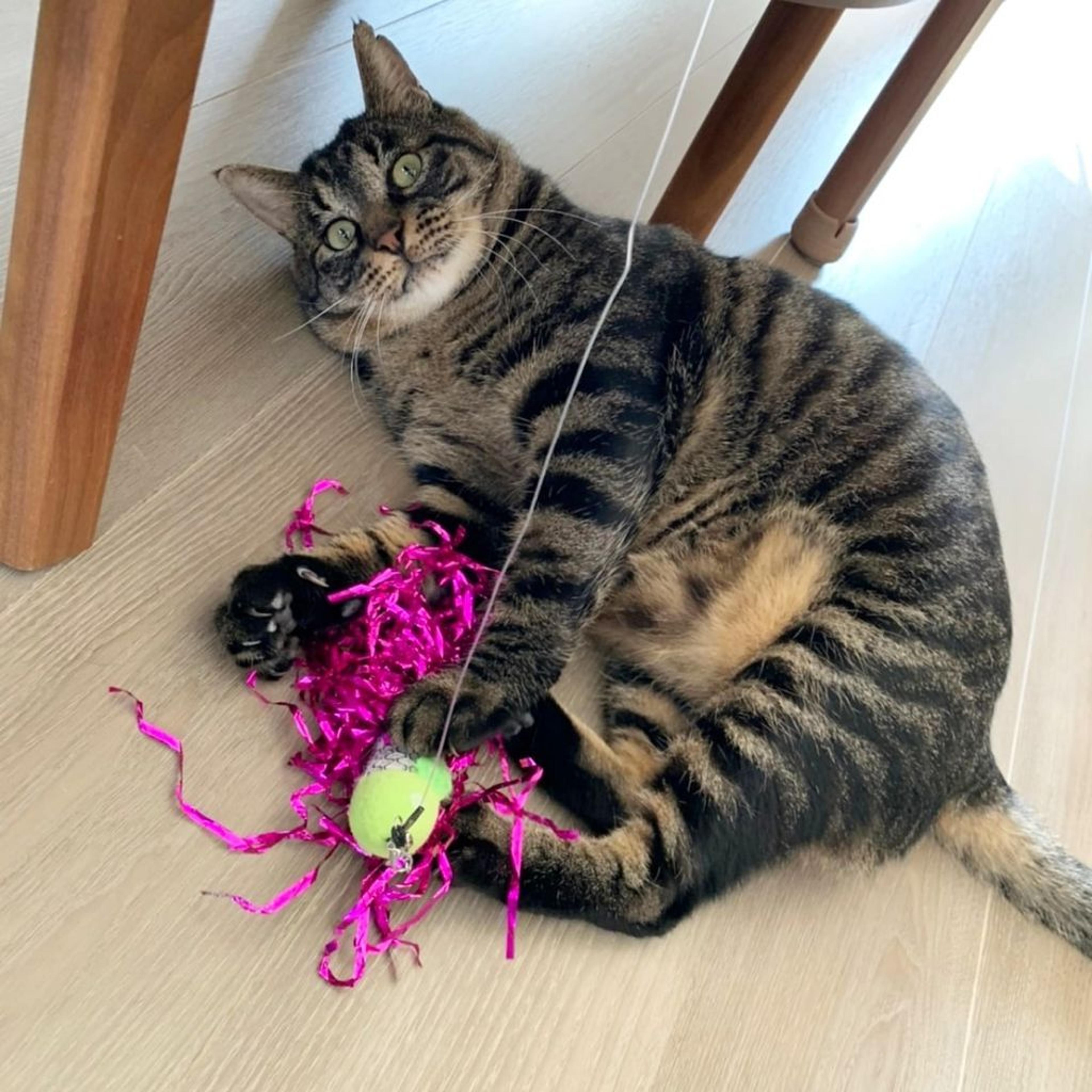 pet-image-3