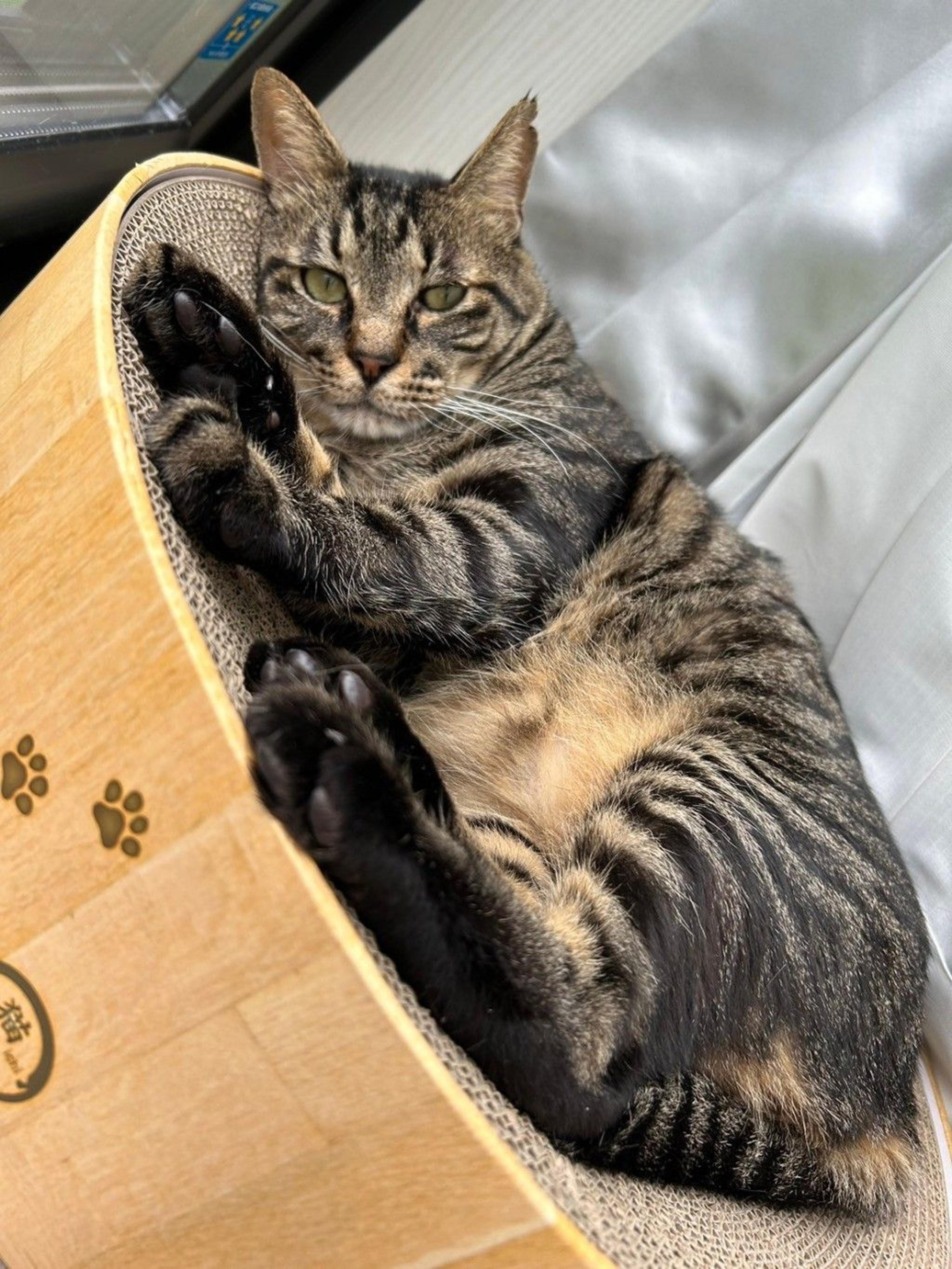 pet-image-4