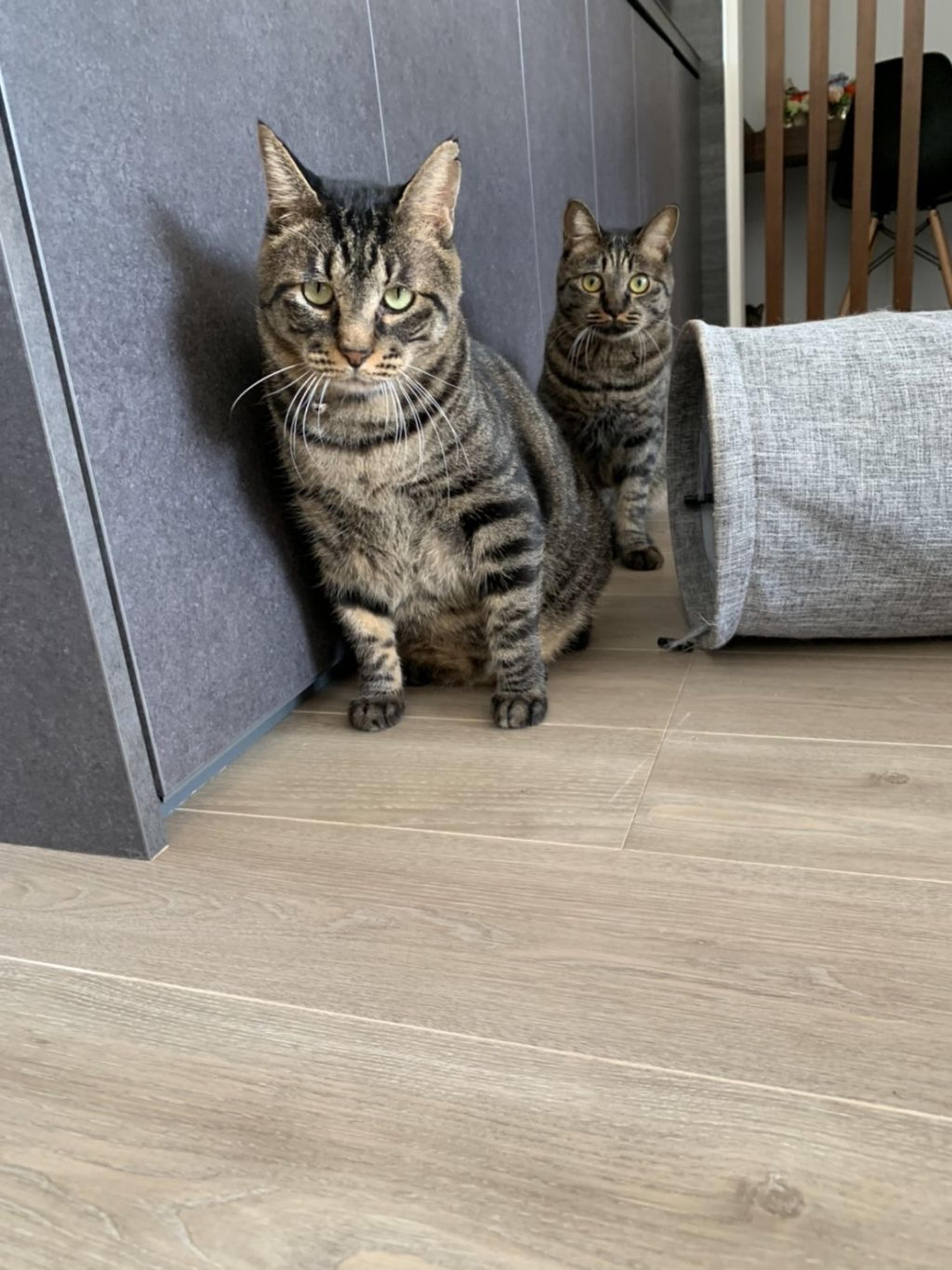 pet-image-5