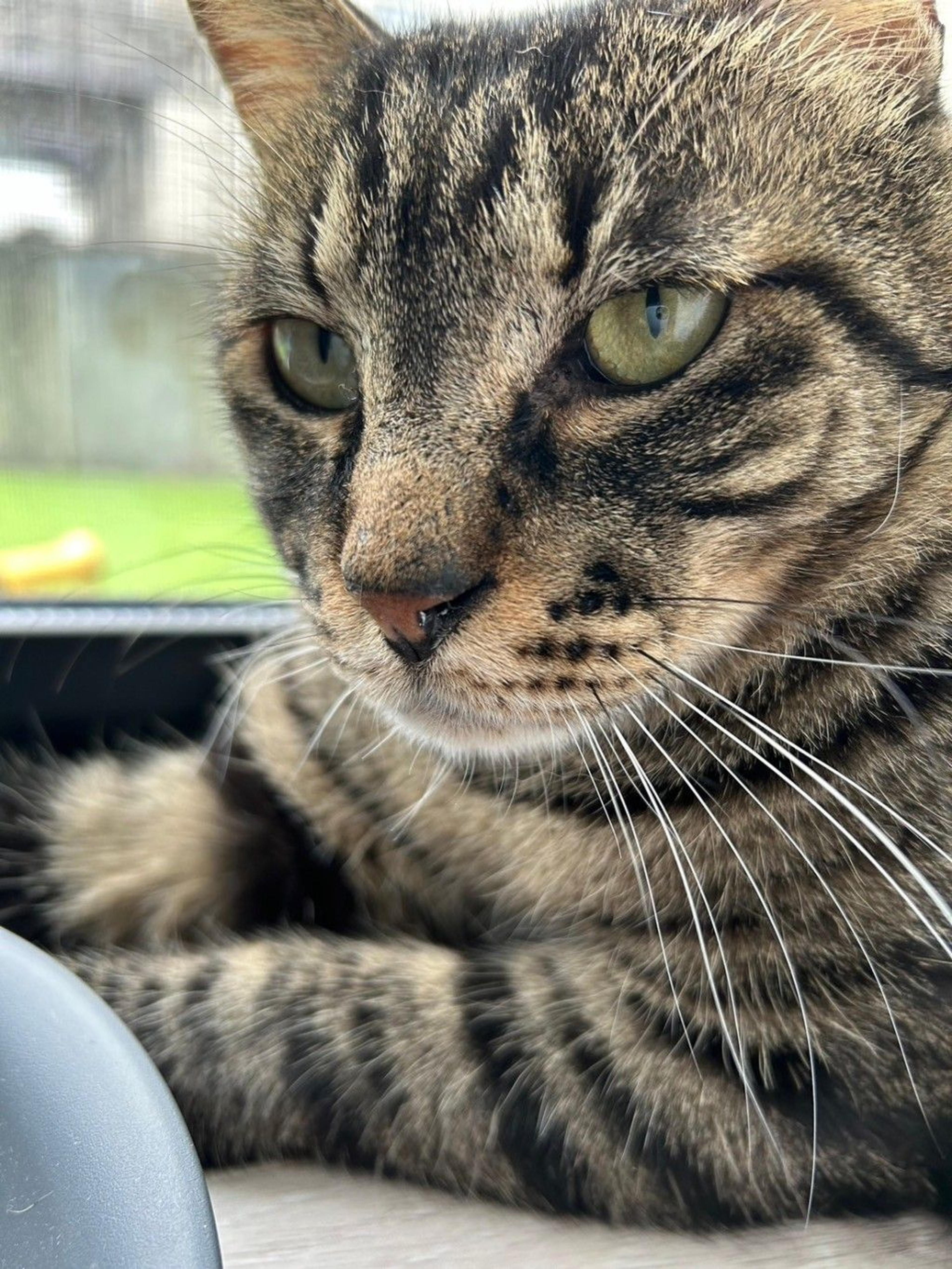 pet-image-7