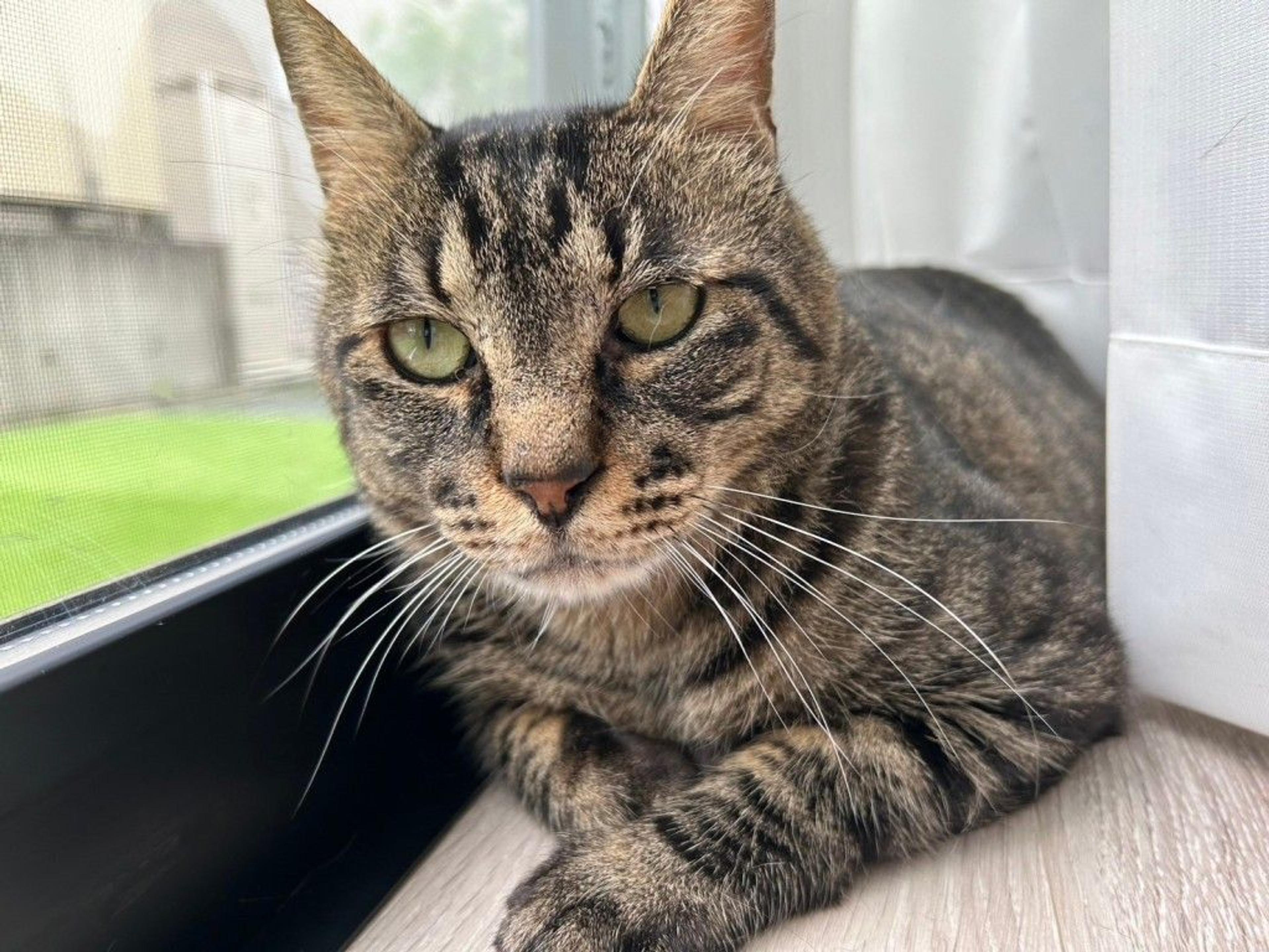 pet-image-9