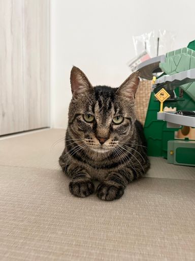 くりまんじゅう