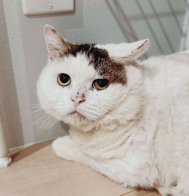 キャプテン