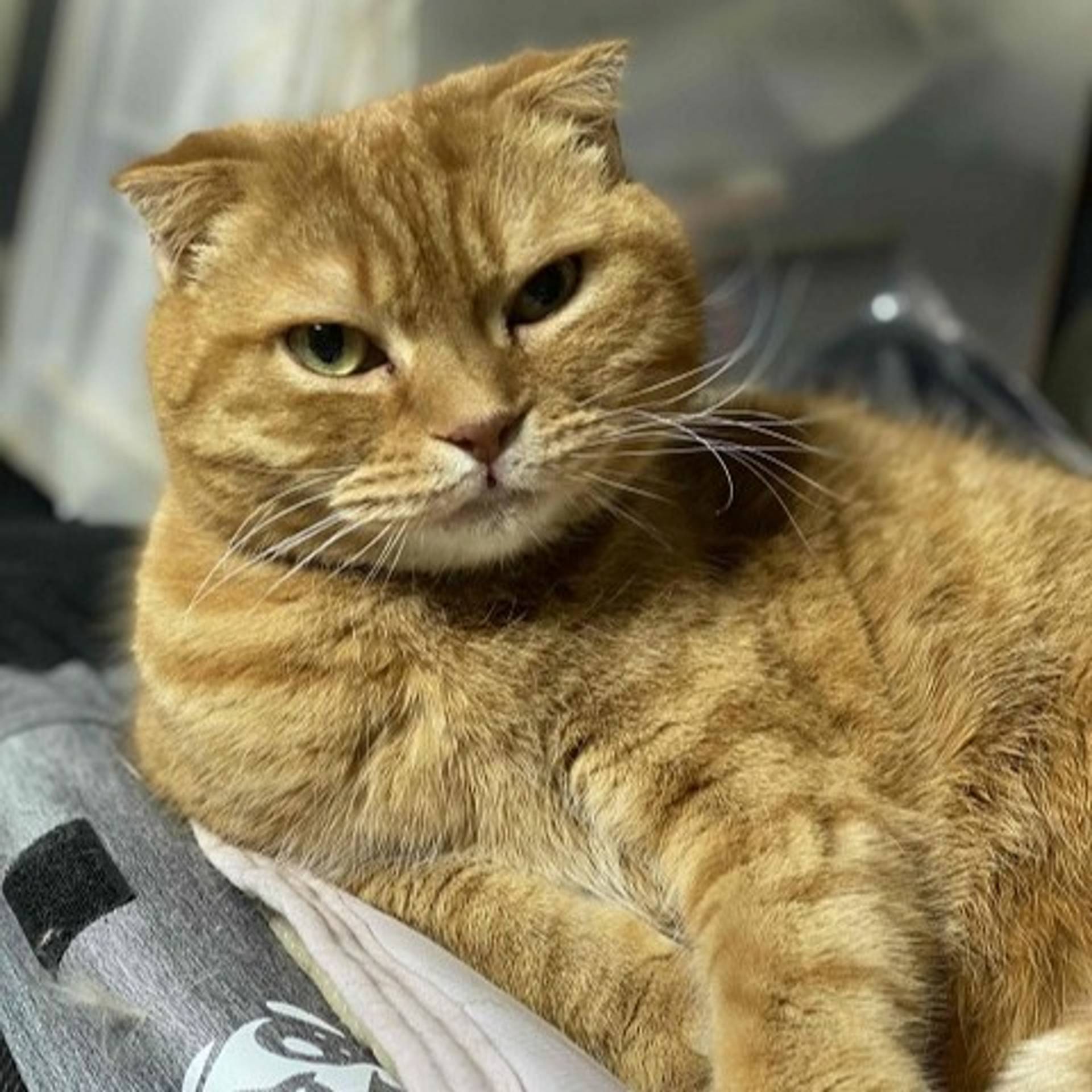 スコティッシュフォールド・オスの里親募集の写真