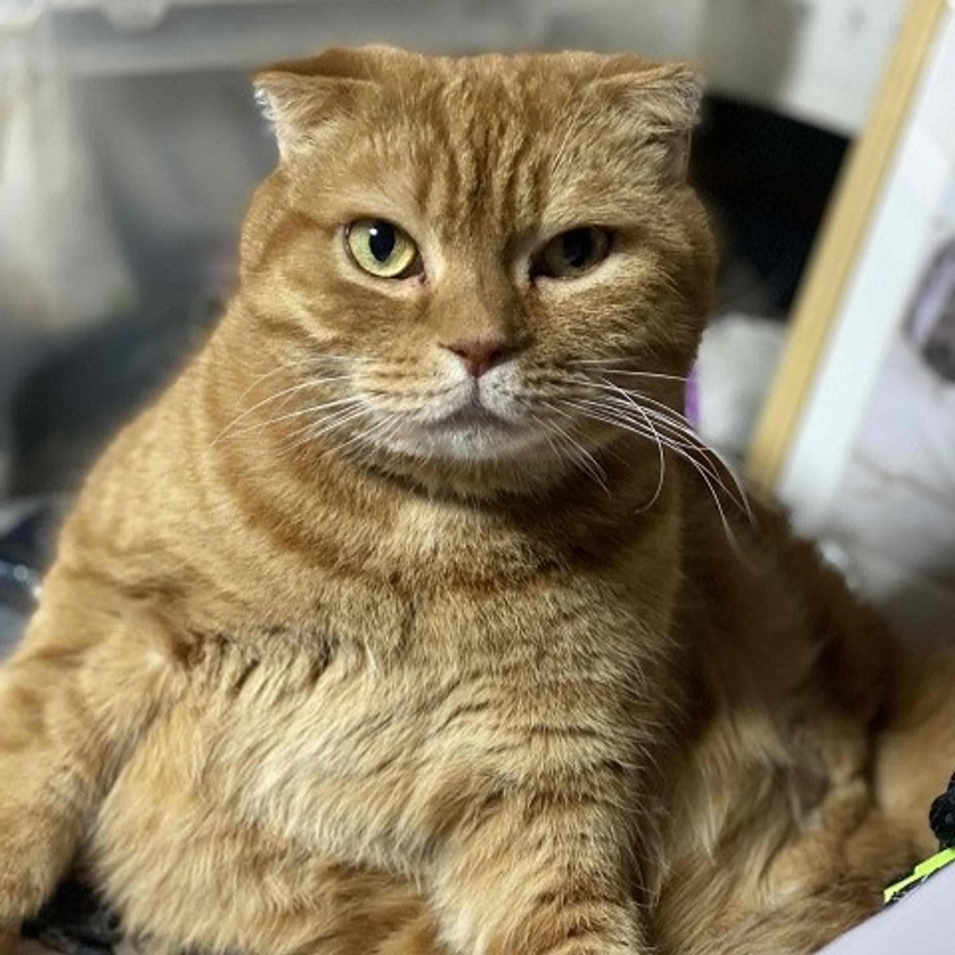 pet-image-2