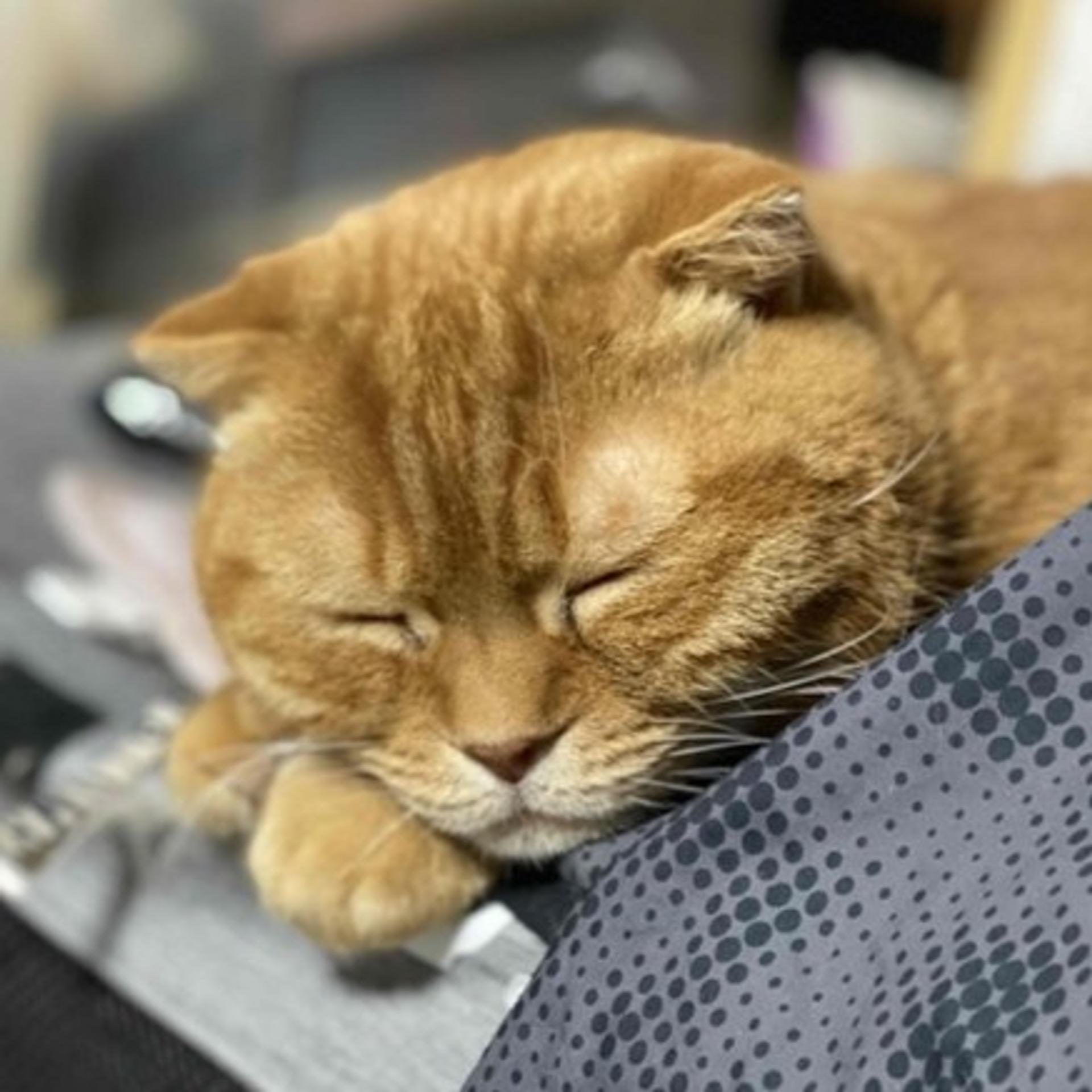 pet-image-3