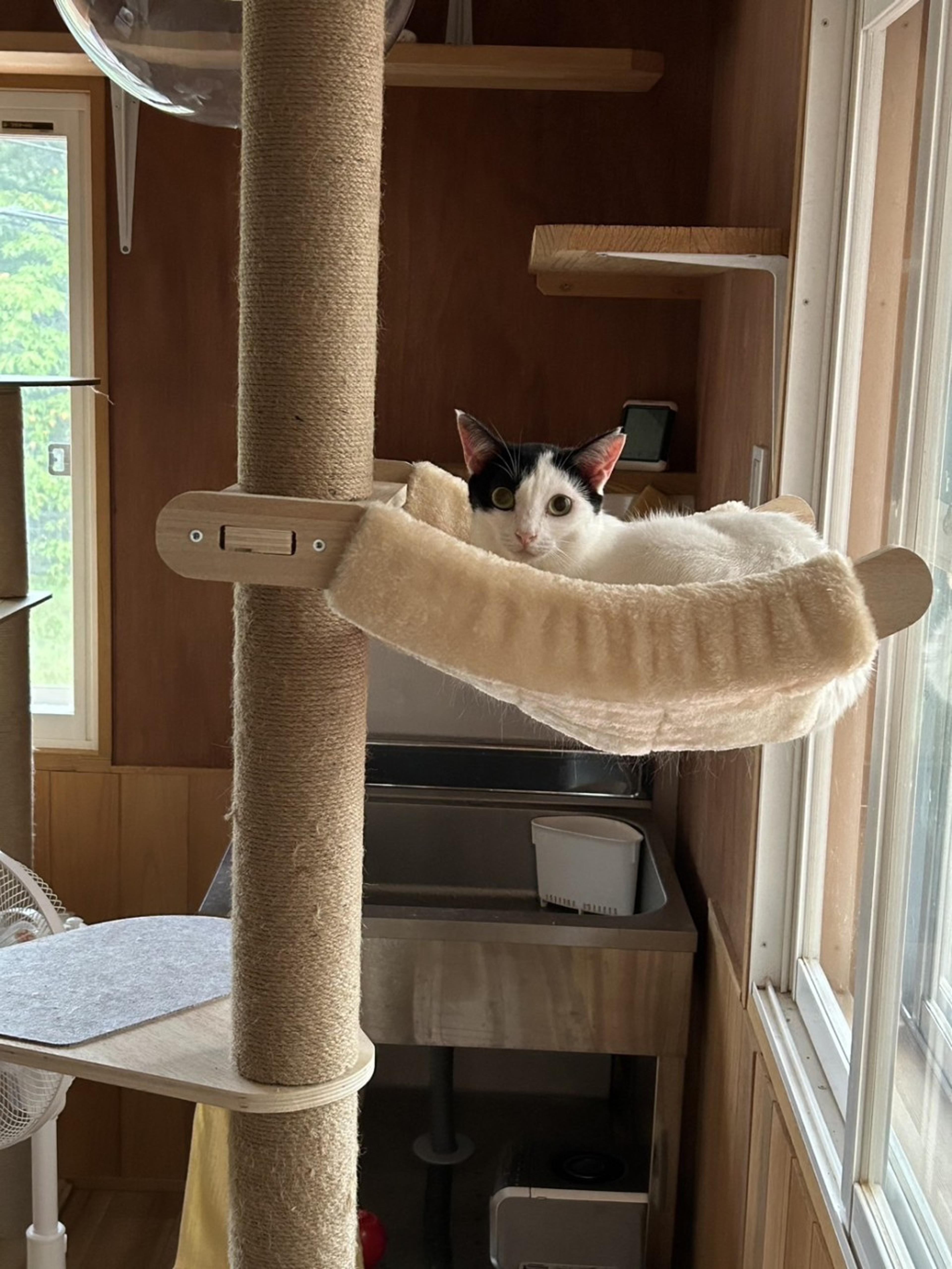 pet-image-6