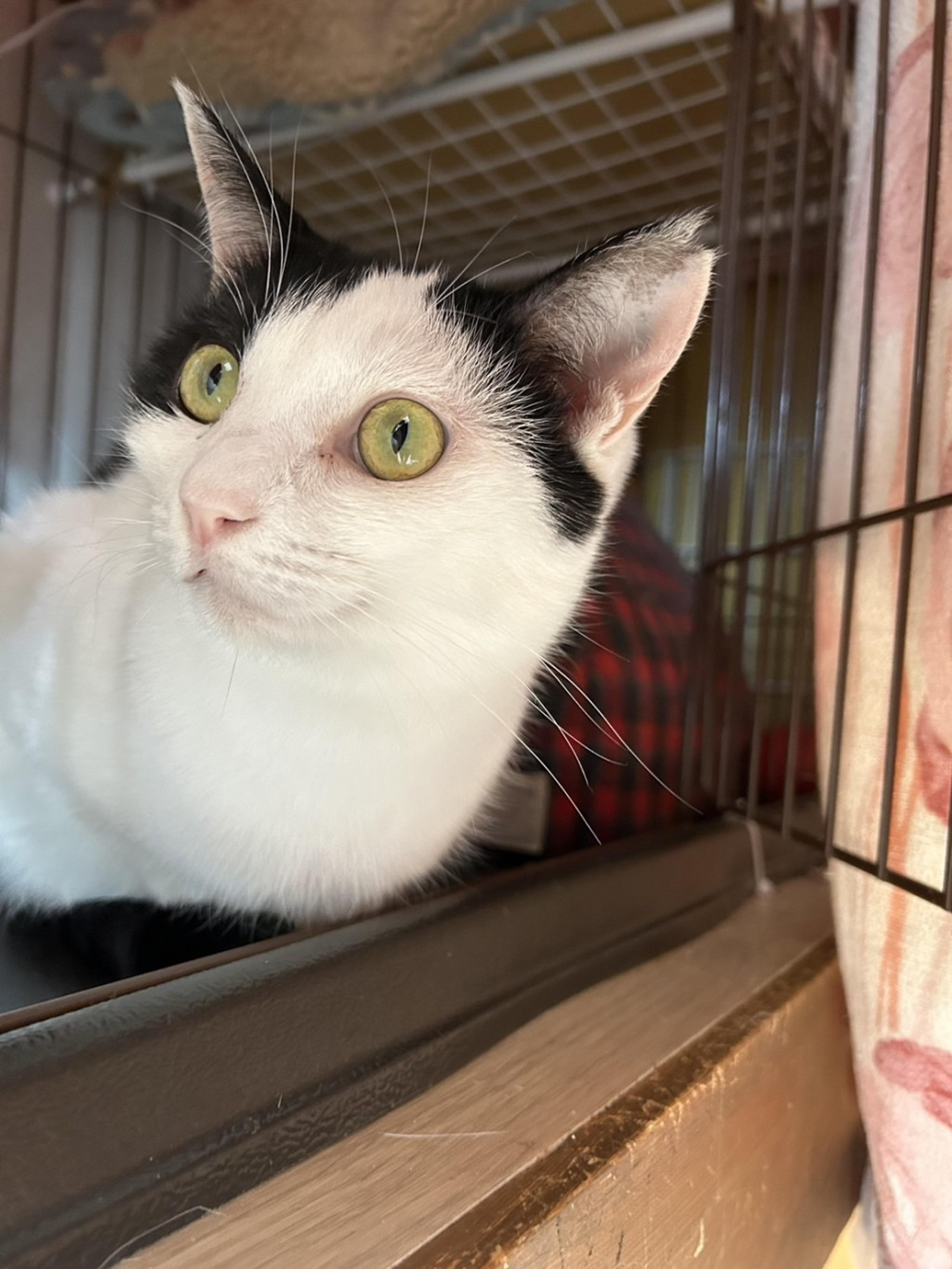pet-image-7