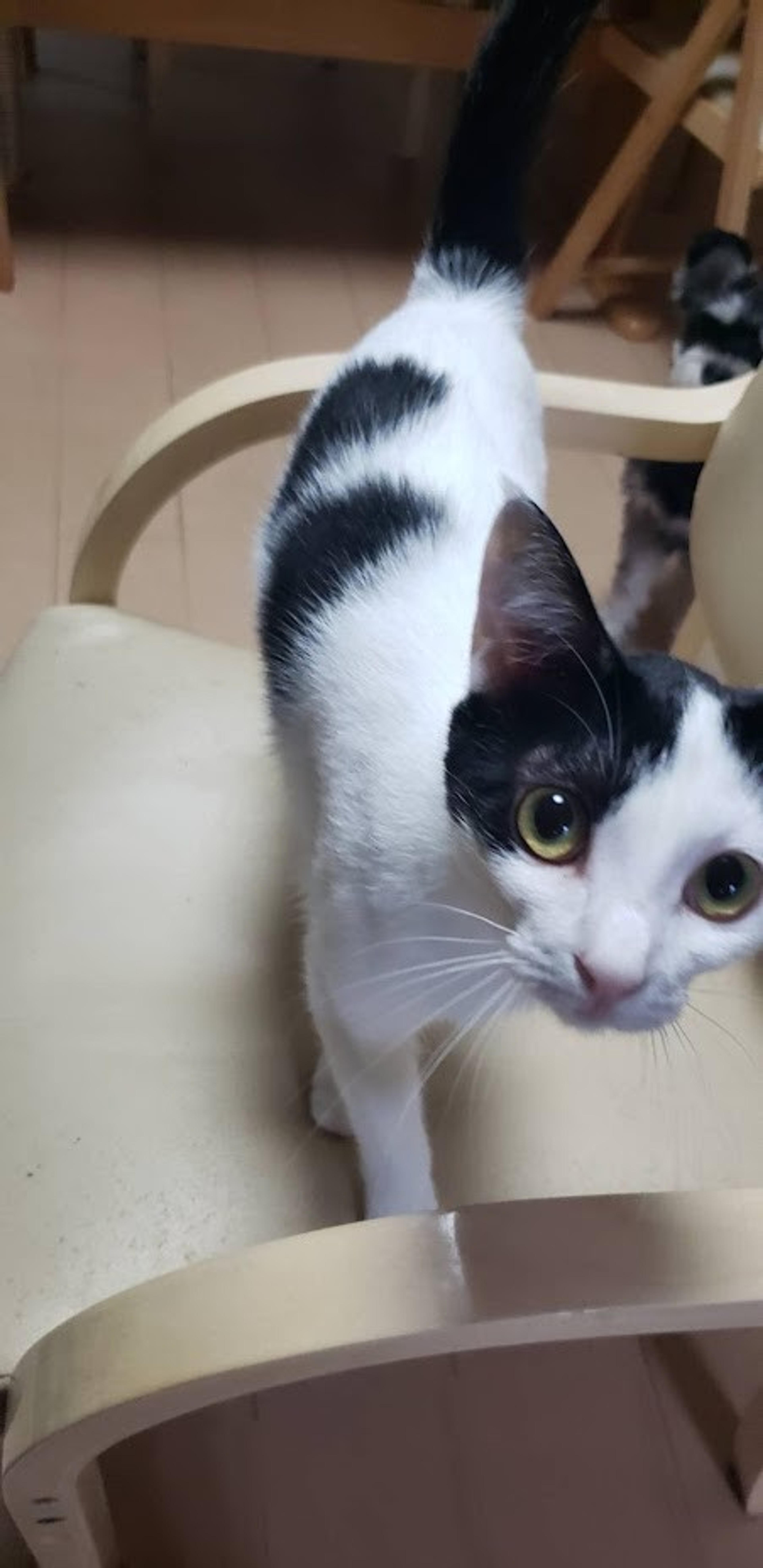 pet-image-8