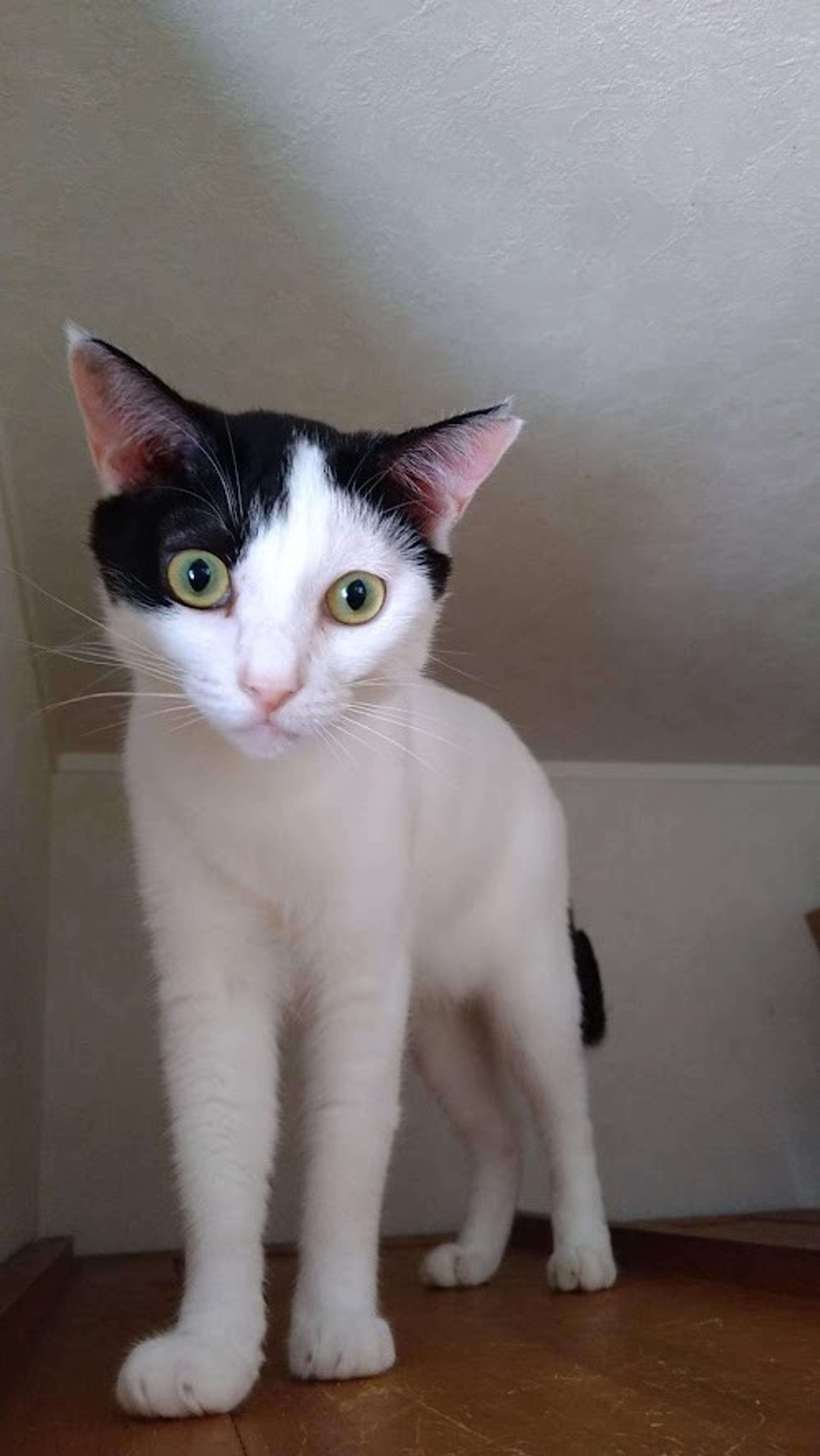 pet-image-2