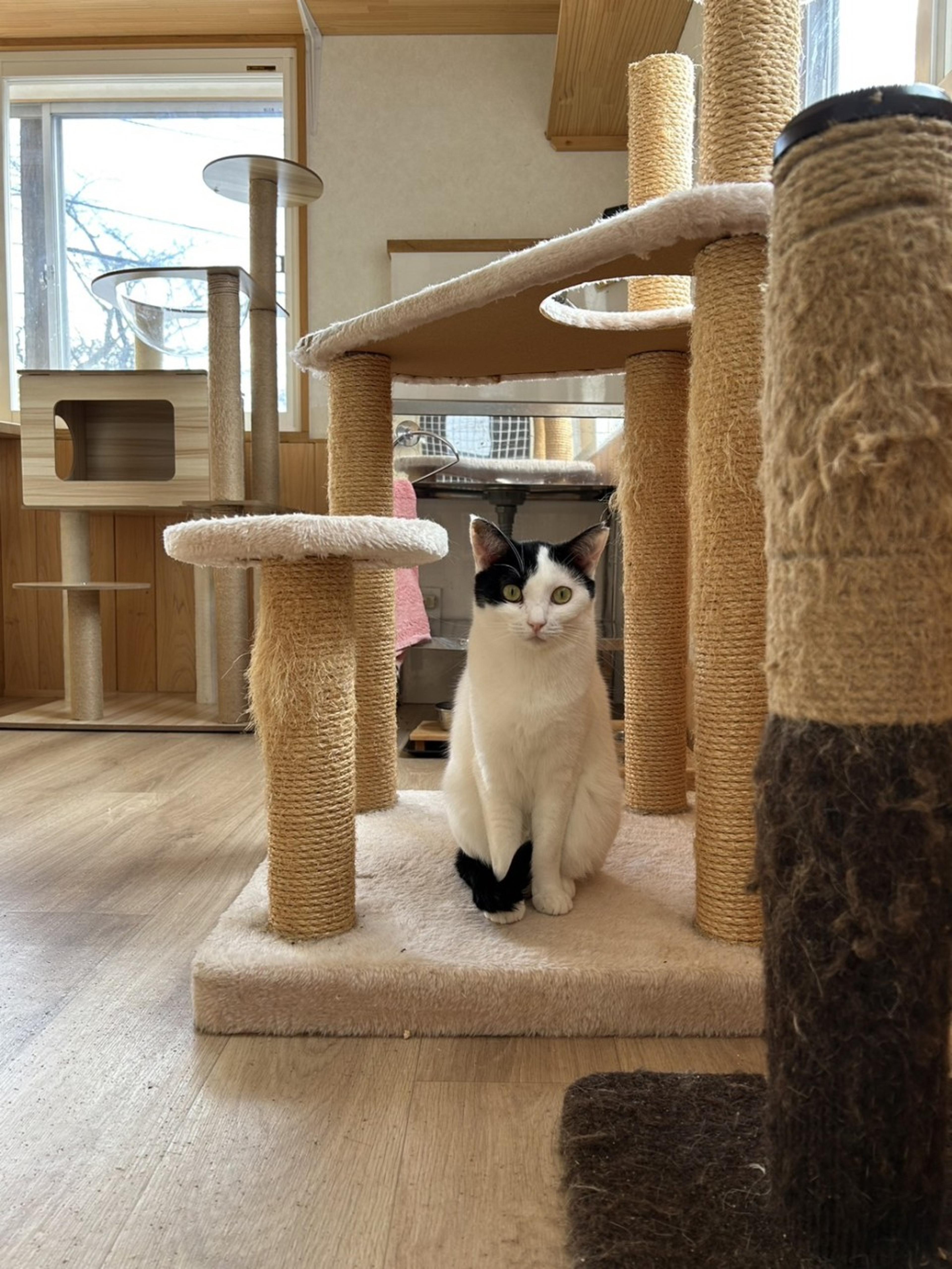 pet-image-4