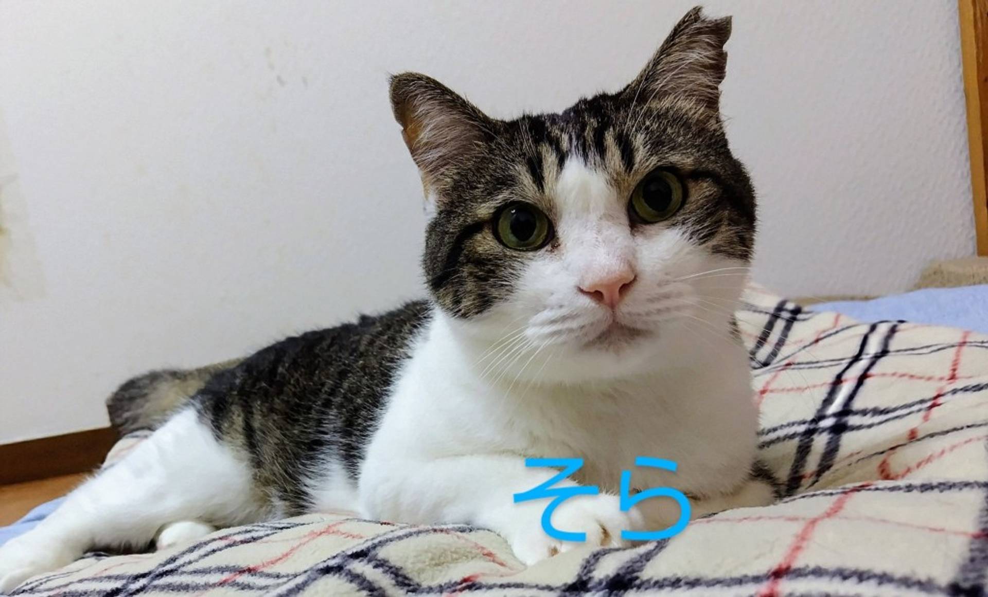 雑種（ミックス猫）・オスの里親募集の写真