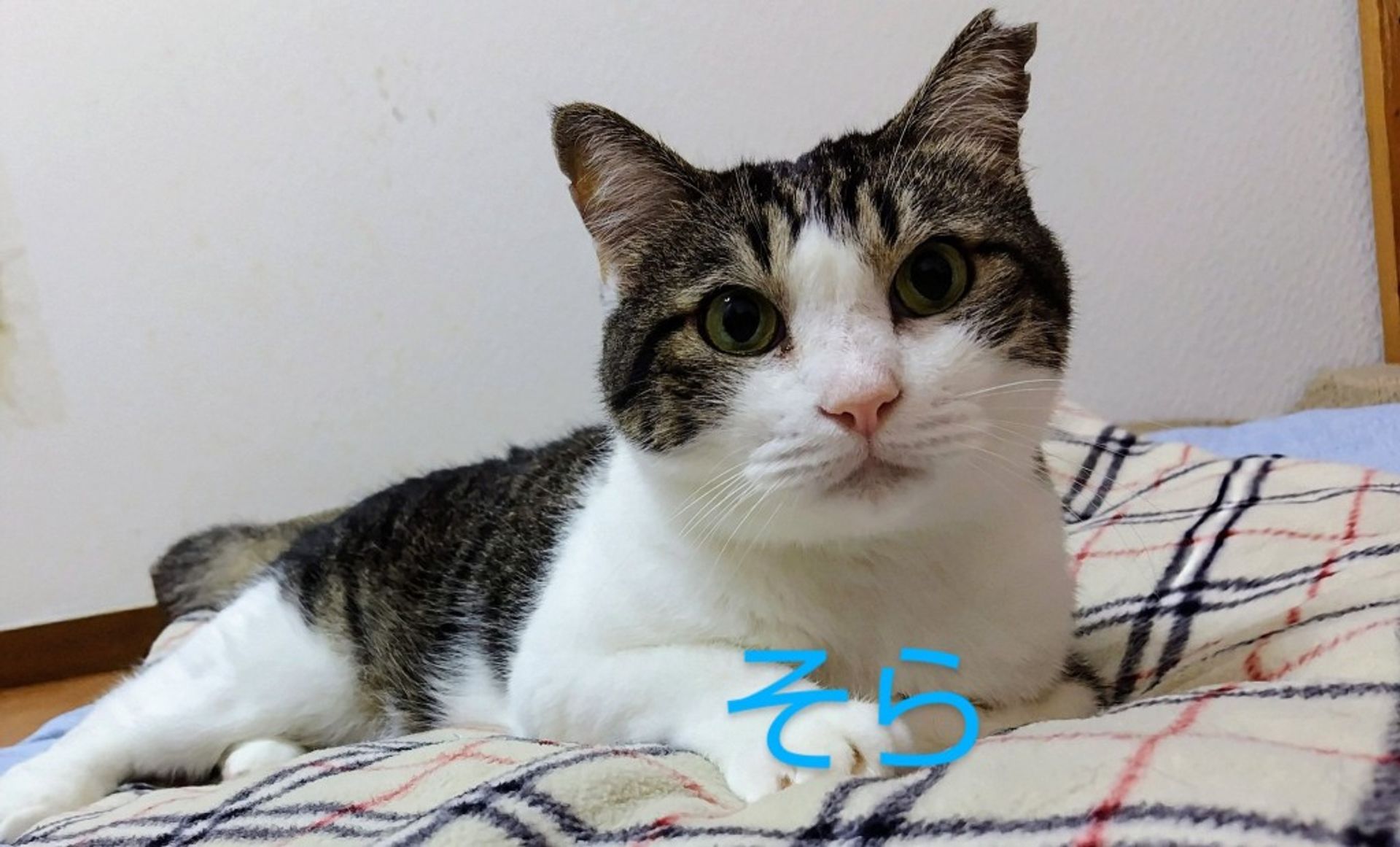 雑種（ミックス猫）・オスの里親募集の写真