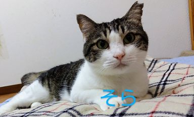 そら