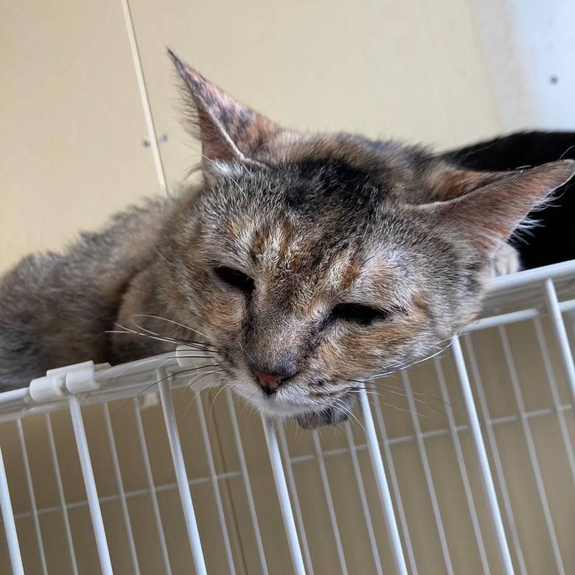 雑種（ミックス猫）・メスの里親募集の写真
