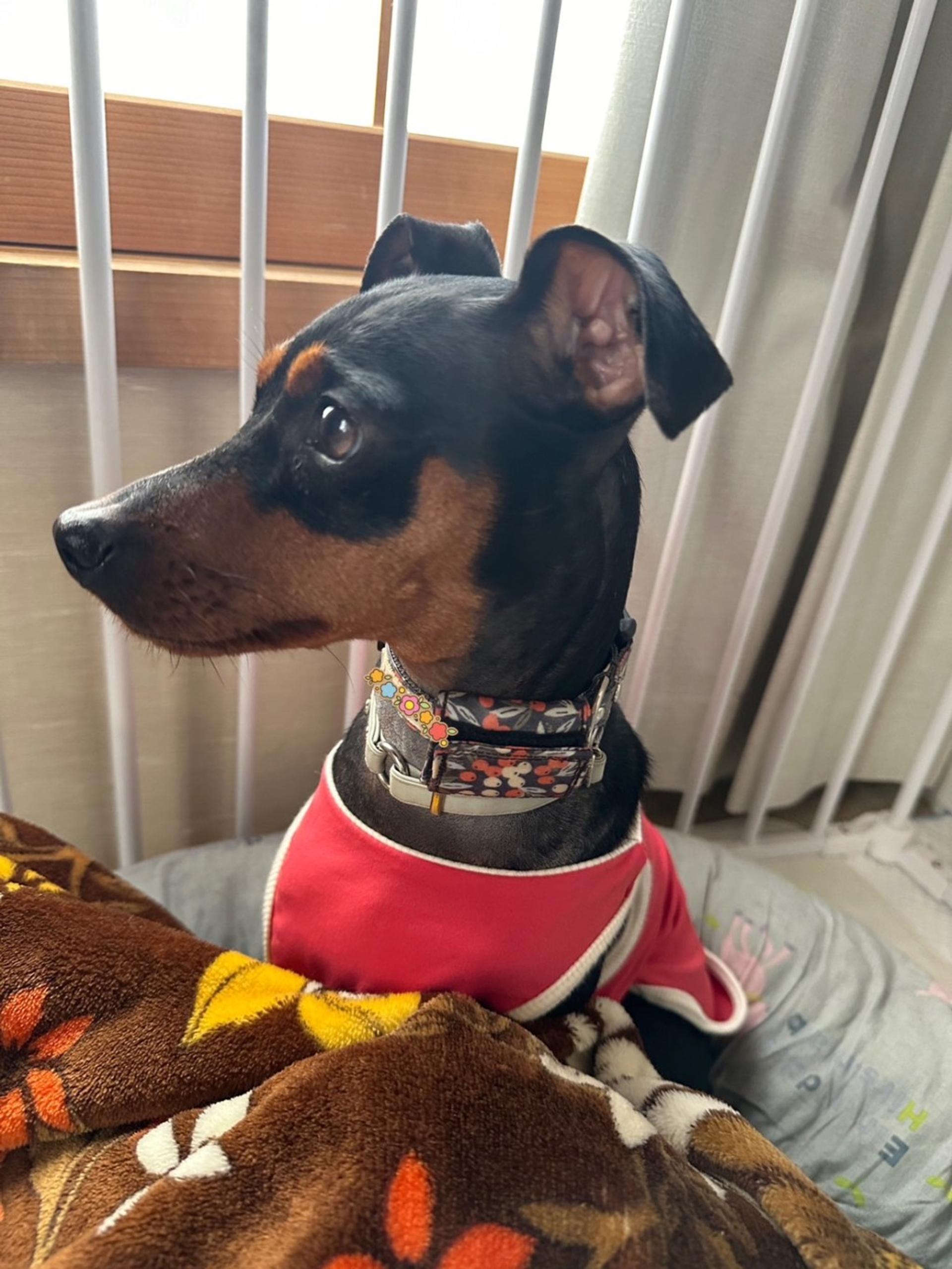 pet-image-6