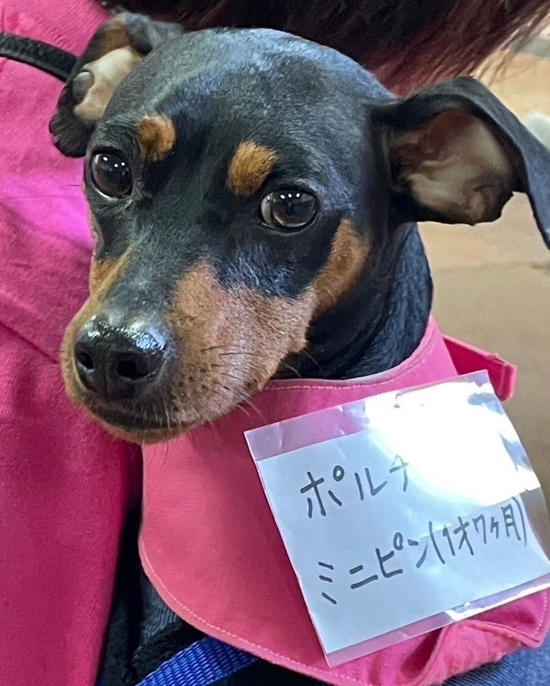 ミニチュア・ピンシャー・オスの里親募集の写真