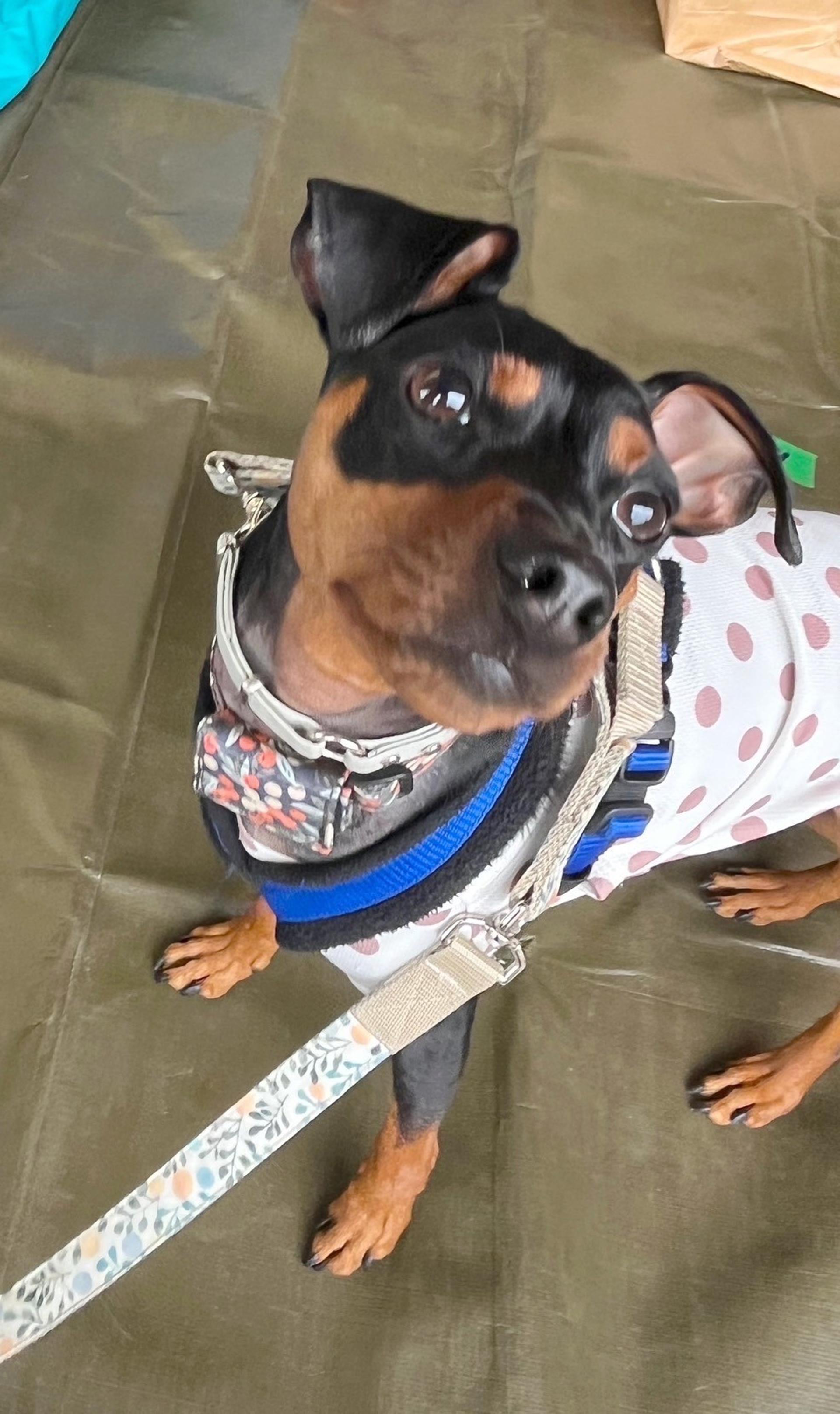 pet-image-3