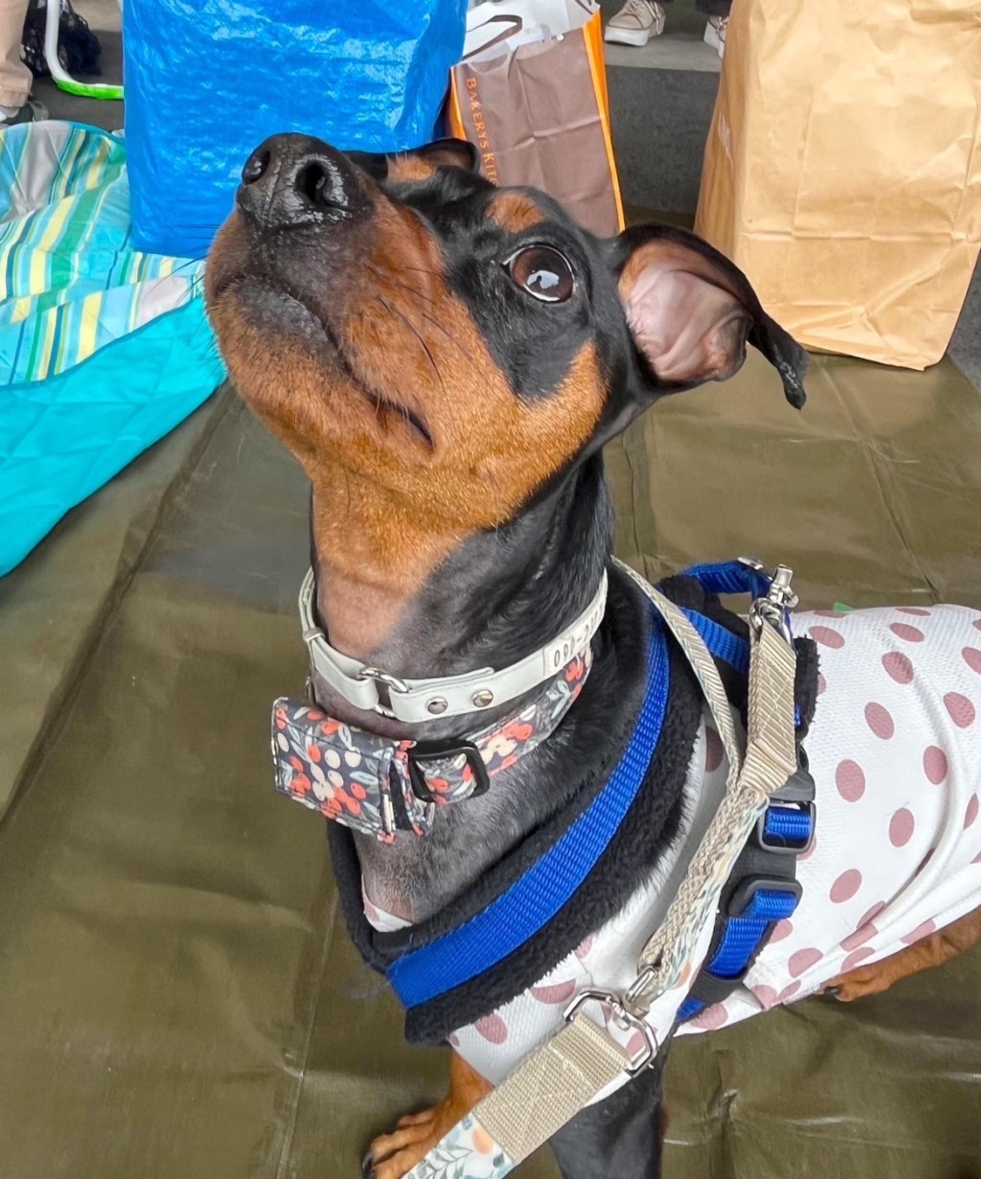 pet-image-4